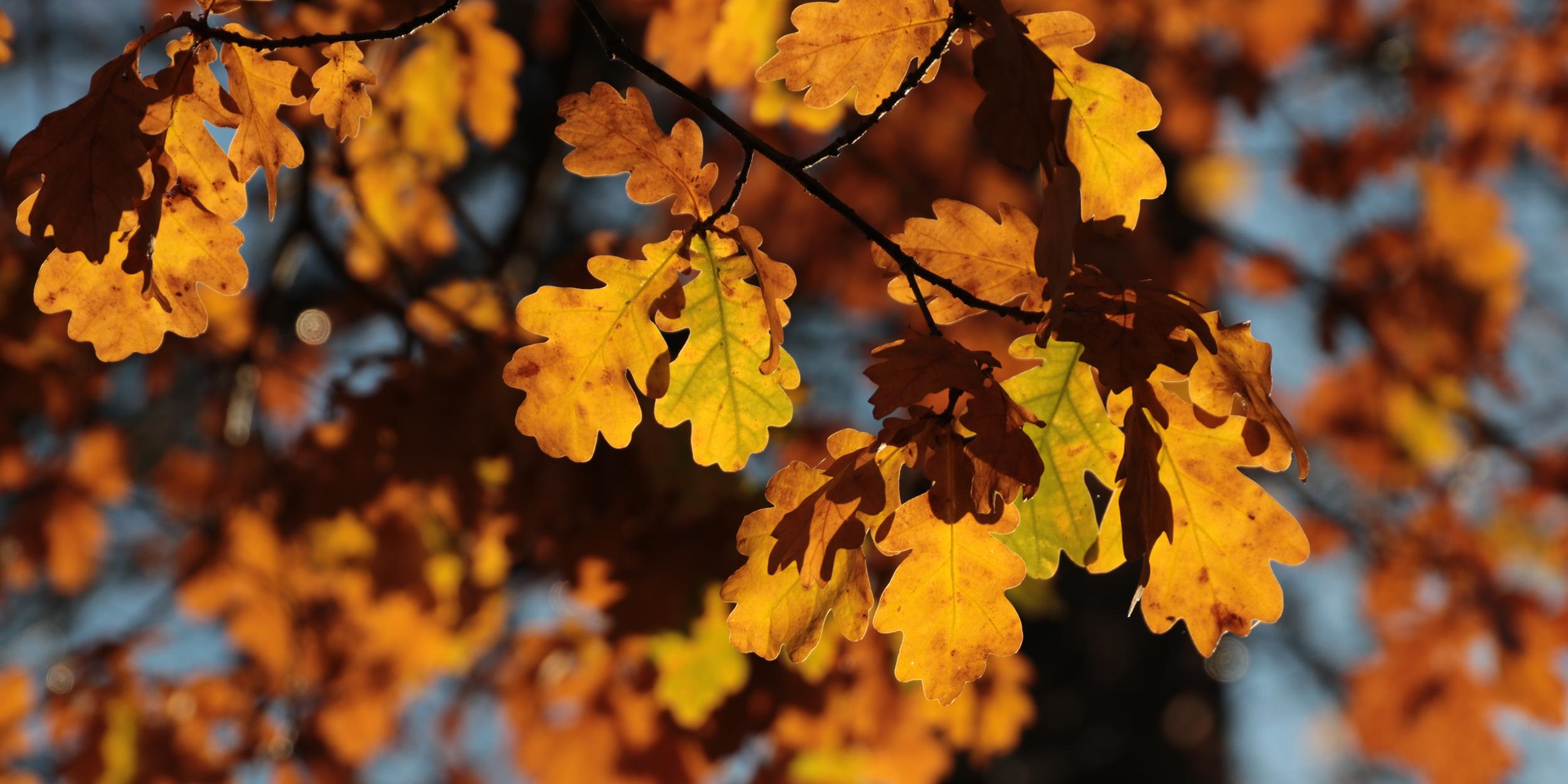 Herbstliche Eichenblätter in warmen Gelb- und Orangetönen im Sonnenlicht