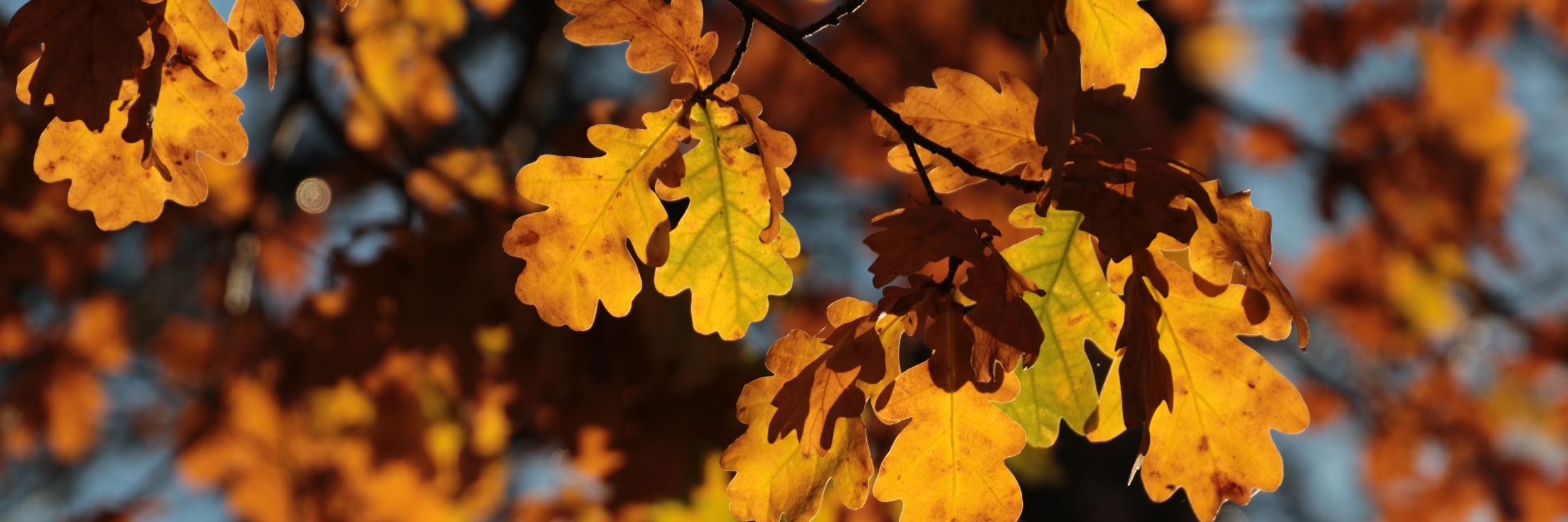 Herbstliche Eichenblätter in warmen Gelb- und Orangetönen im Sonnenlicht