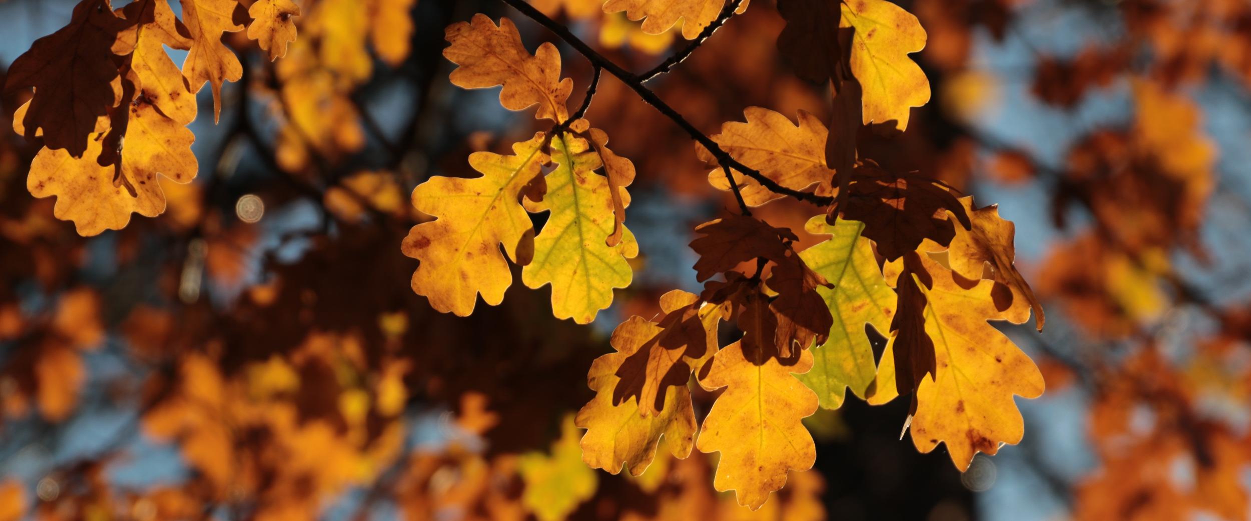 Herbstliche Eichenblätter in warmen Gelb- und Orangetönen im Sonnenlicht