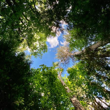 Wald mit Blick in den Himmel