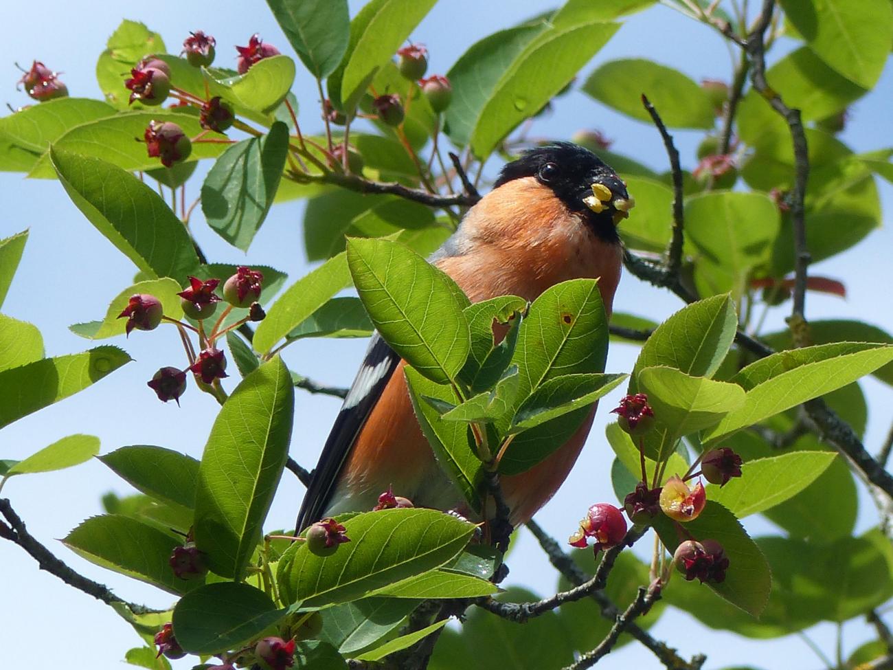 Dompfaff mit roter Brust sitzt zwischen grünen Blättern und roten Beeren im Sonnenlicht.