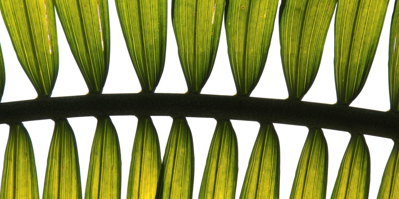 Nahaufnahme Palmblätter