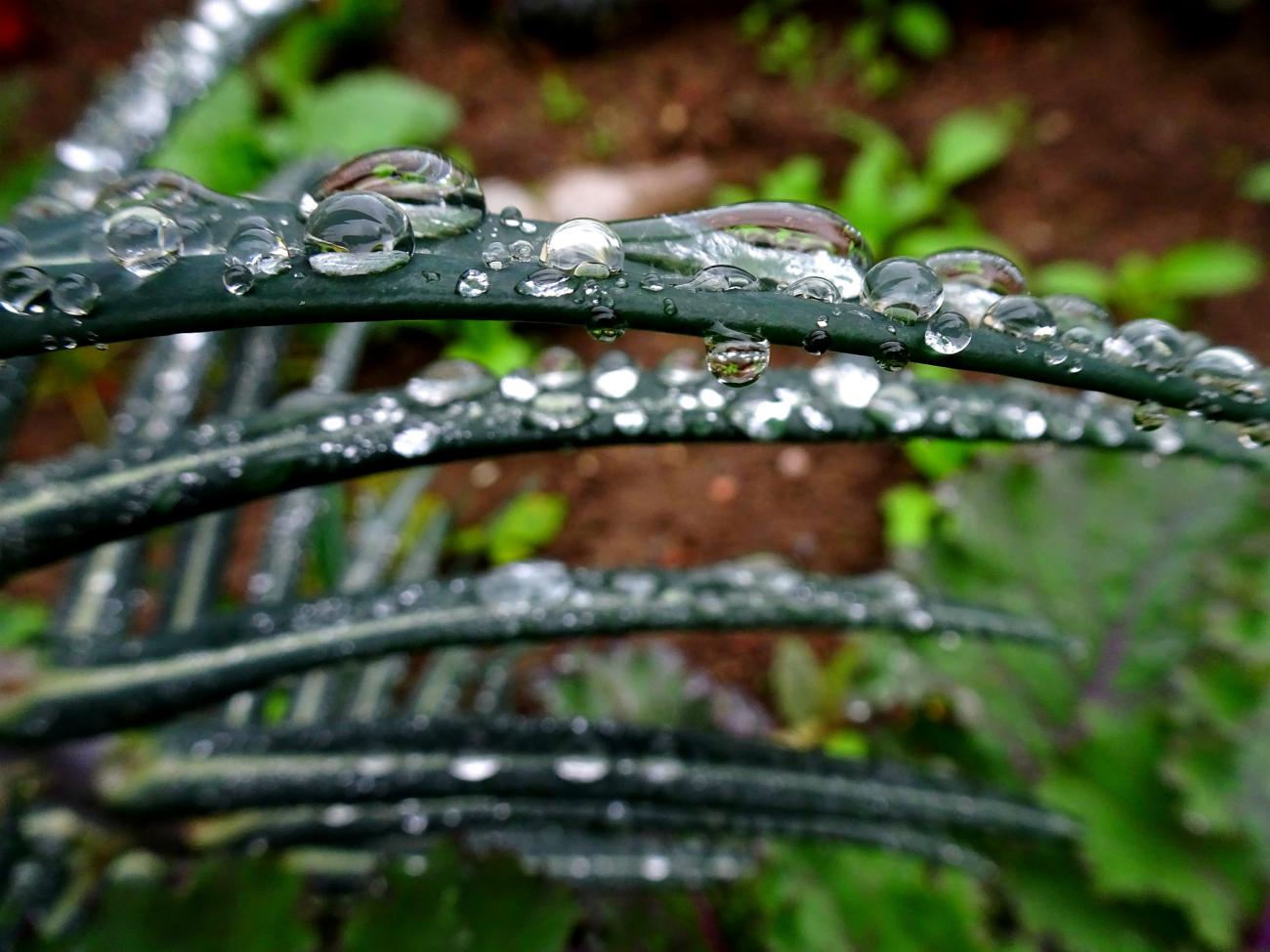 Wassertropfen auf grünen Blättern mit unscharfem Hintergrund