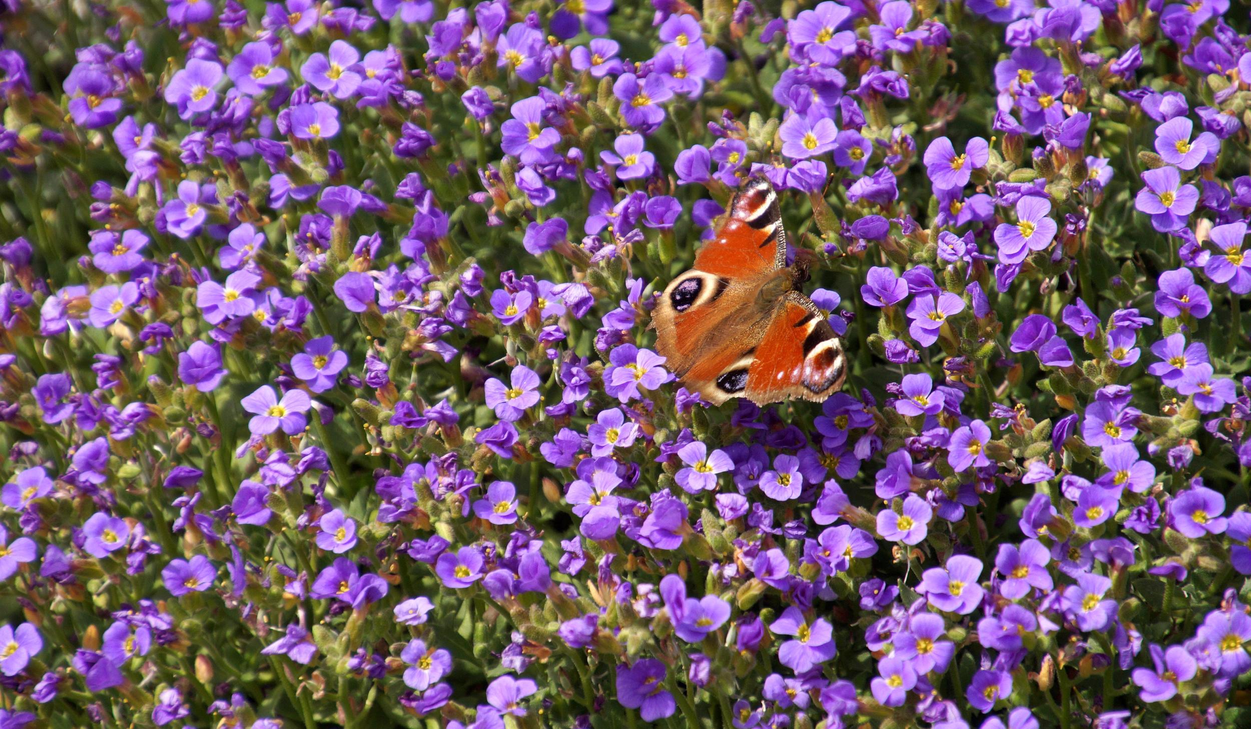 Blaukissen auf dem ein Pfauenauge sitzt (Schmetterling)