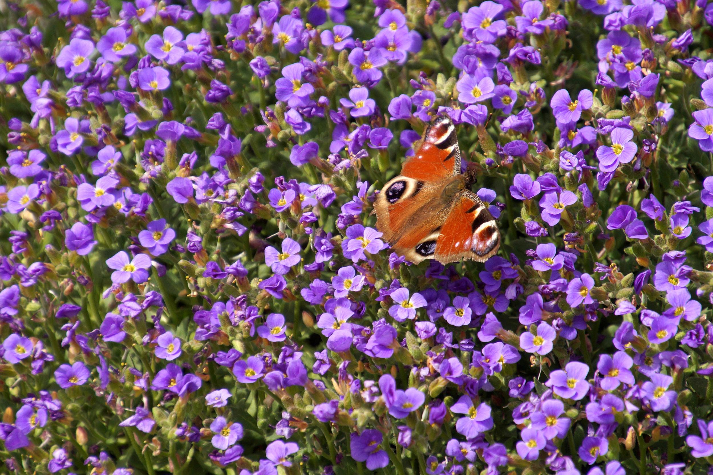 Blaukissen auf dem ein Pfauenauge sitzt (Schmetterling)