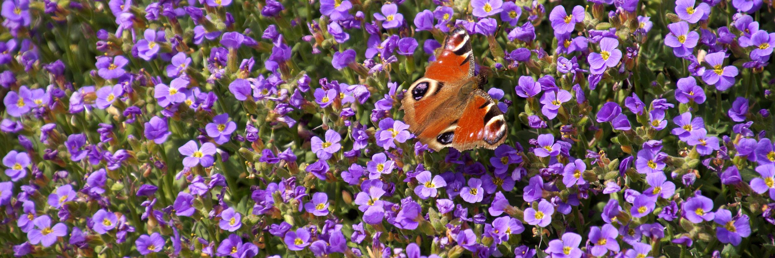Blaukissen auf dem ein Pfauenauge sitzt (Schmetterling)