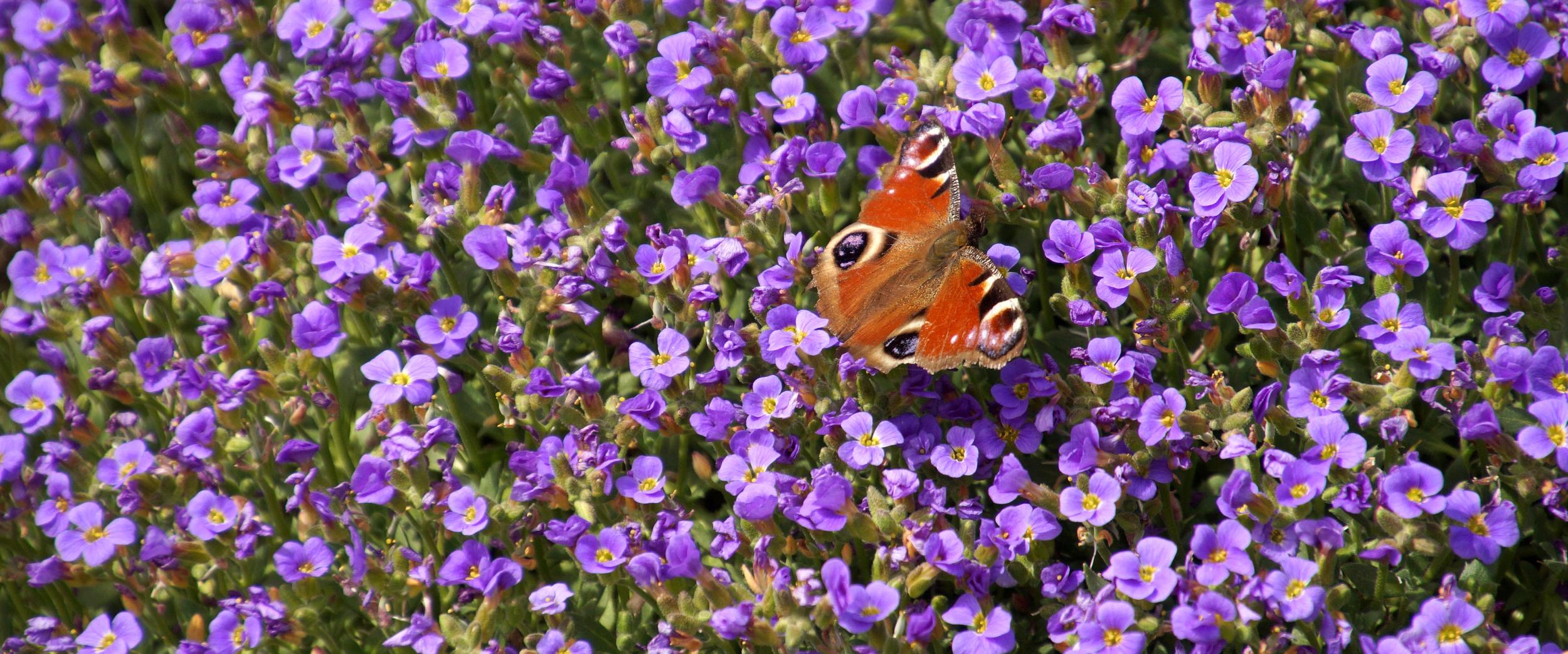Blaukissen auf dem ein Pfauenauge sitzt (Schmetterling)