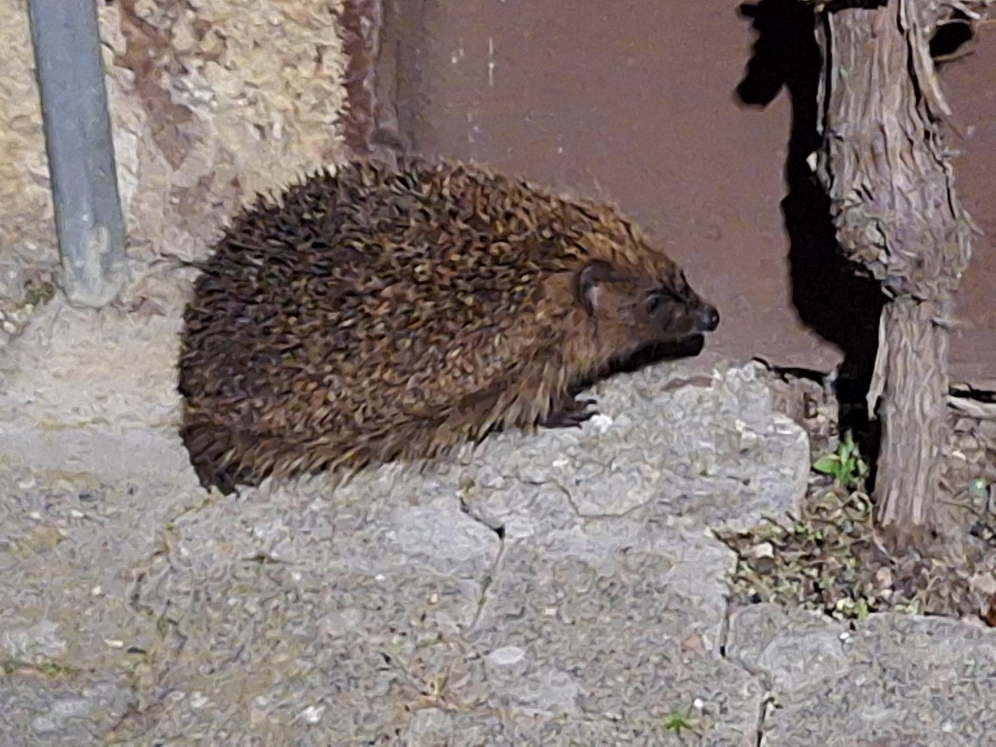 Tierische Laufgeschichten