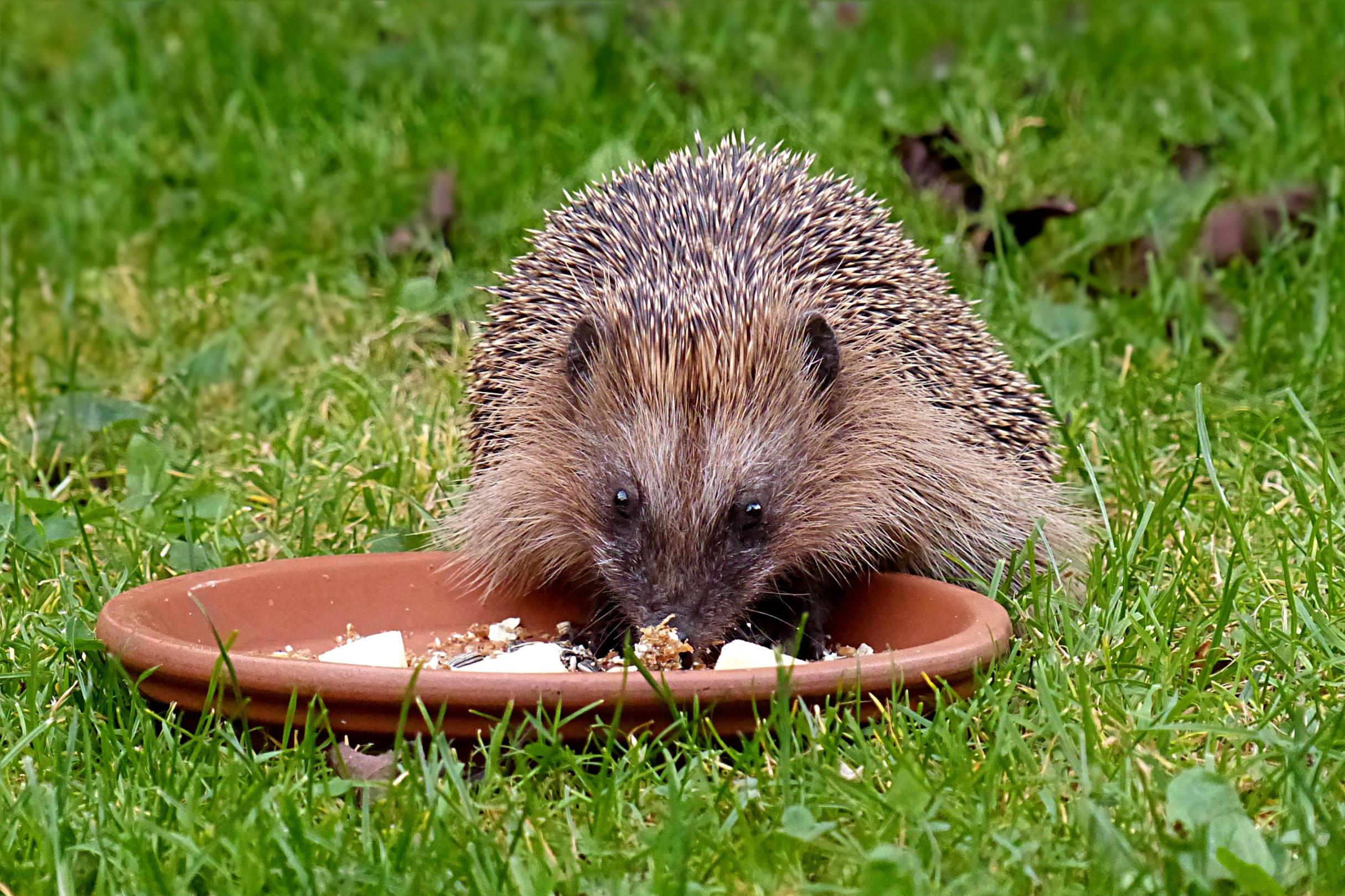 Tierische Laufgeschichten