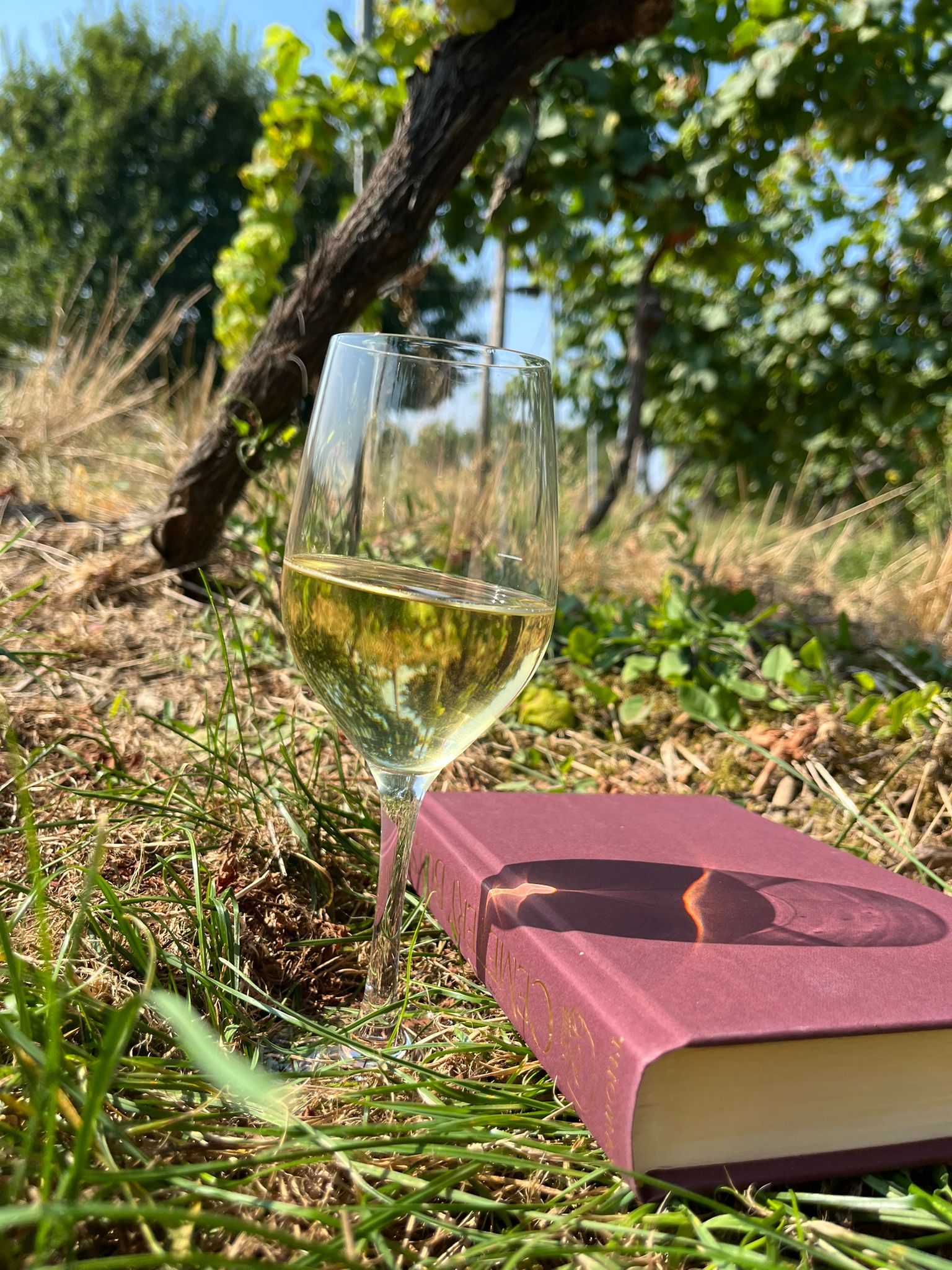 Weinlese