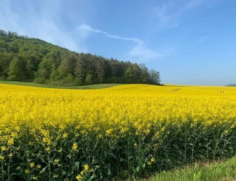 Rapsfeld