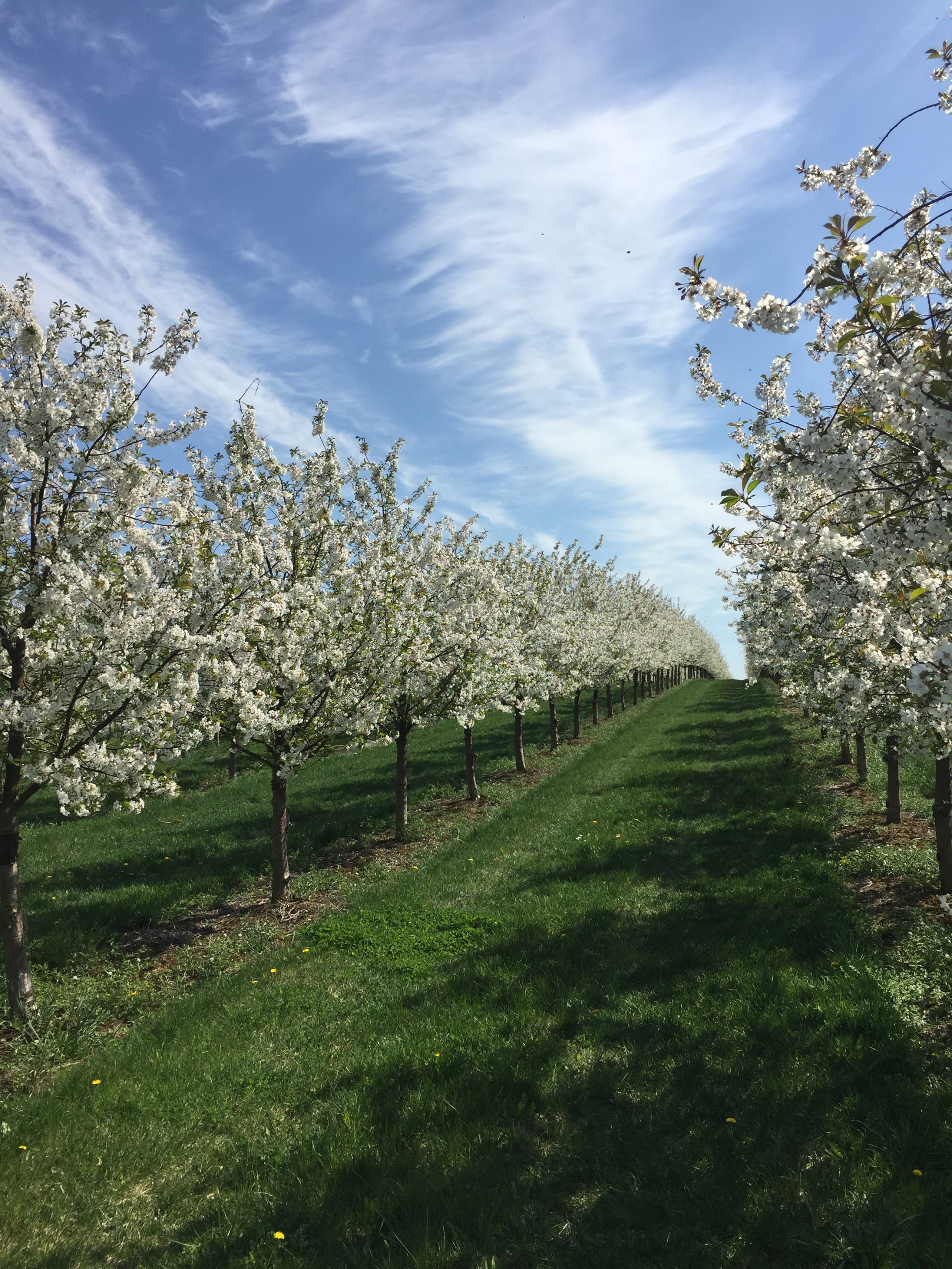 Frühling in Saulheim