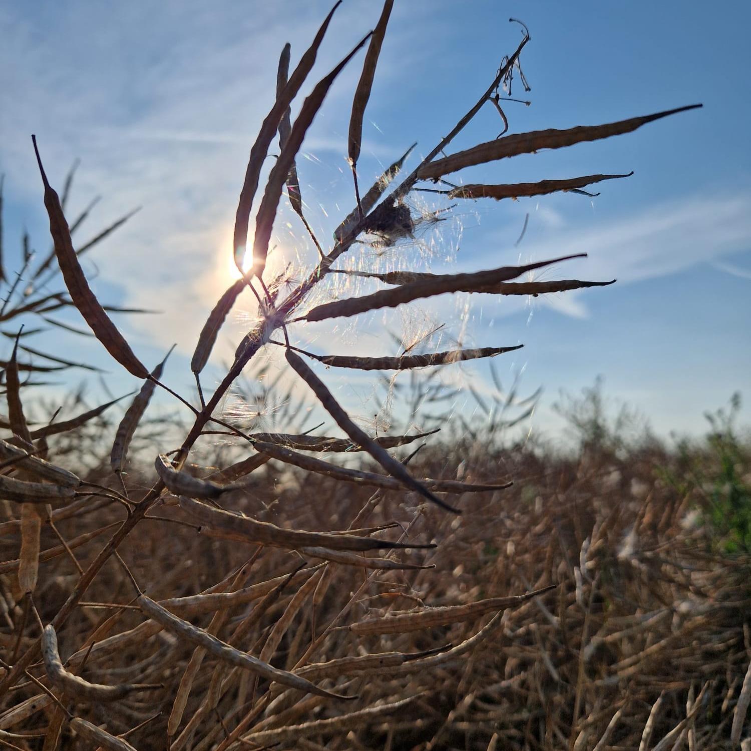 Getreibe im Wind