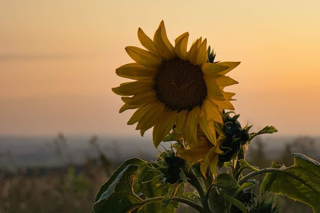 Sonnenblume