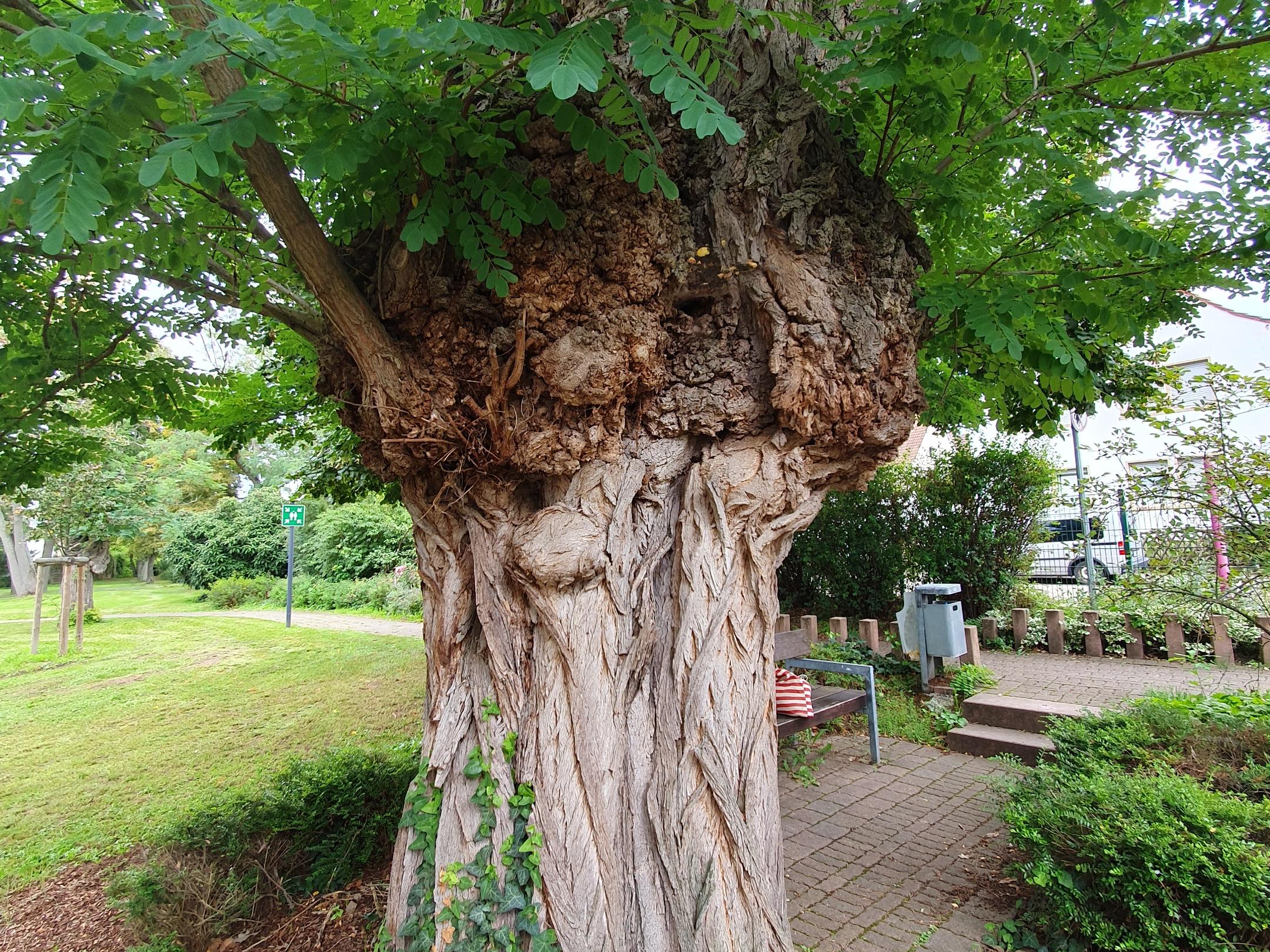 Alter Baum-Foto