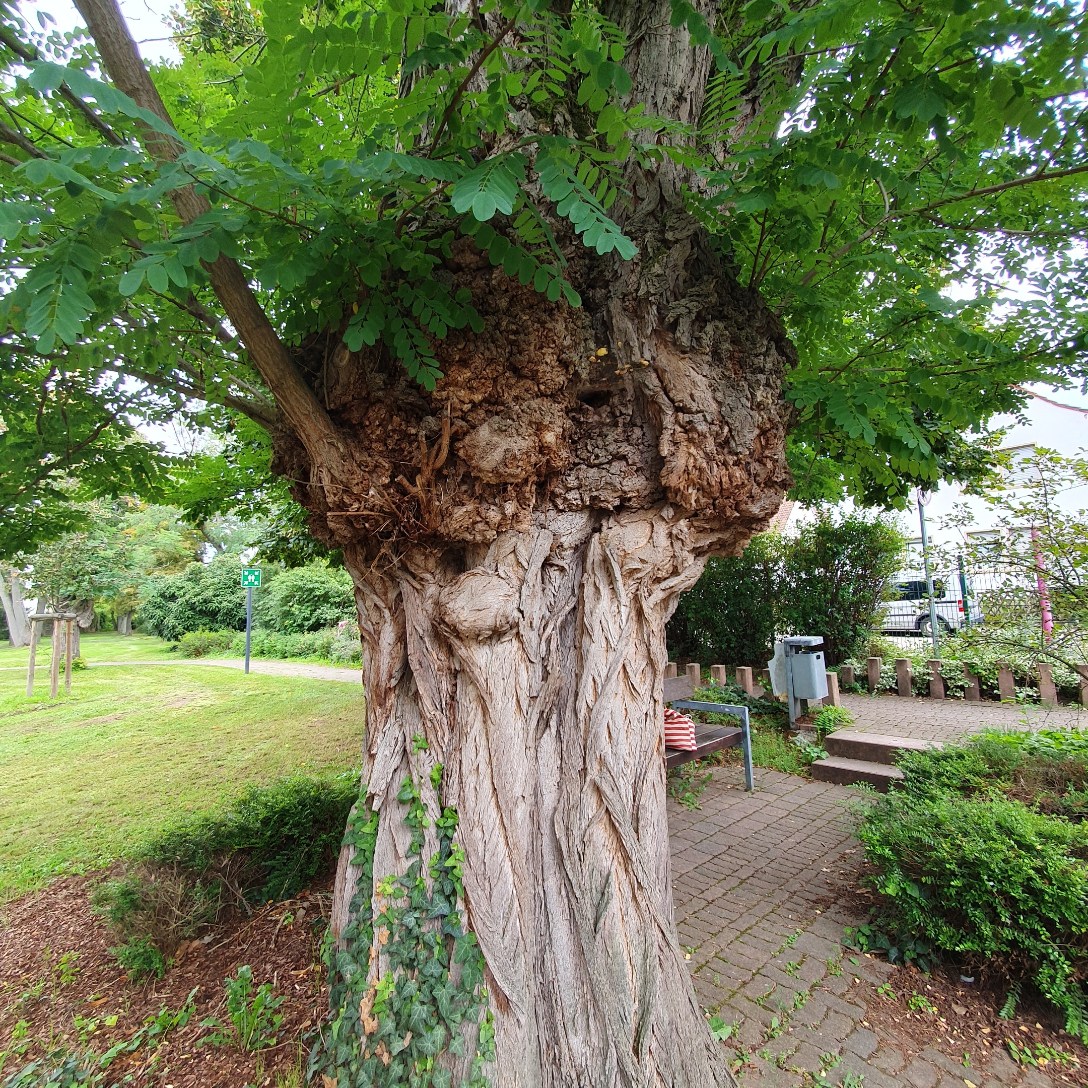 Alter Baum-Foto