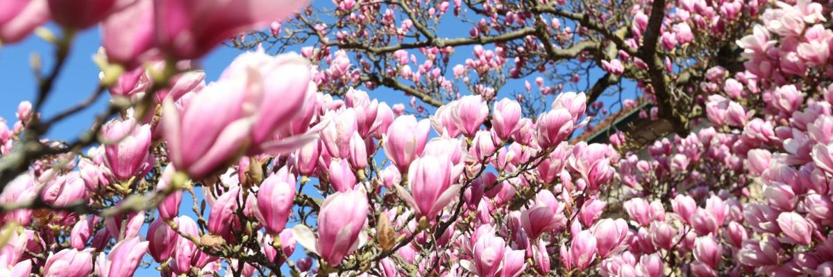 Magnolien