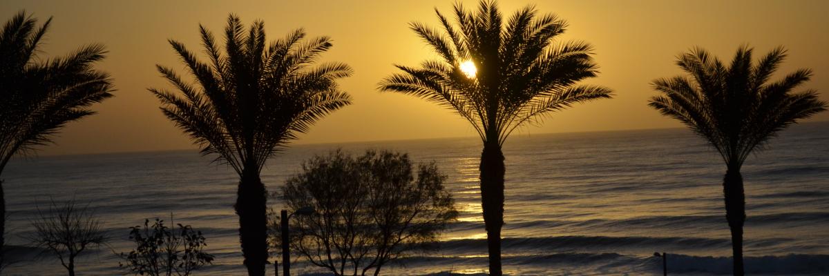 Strand mit Palmen