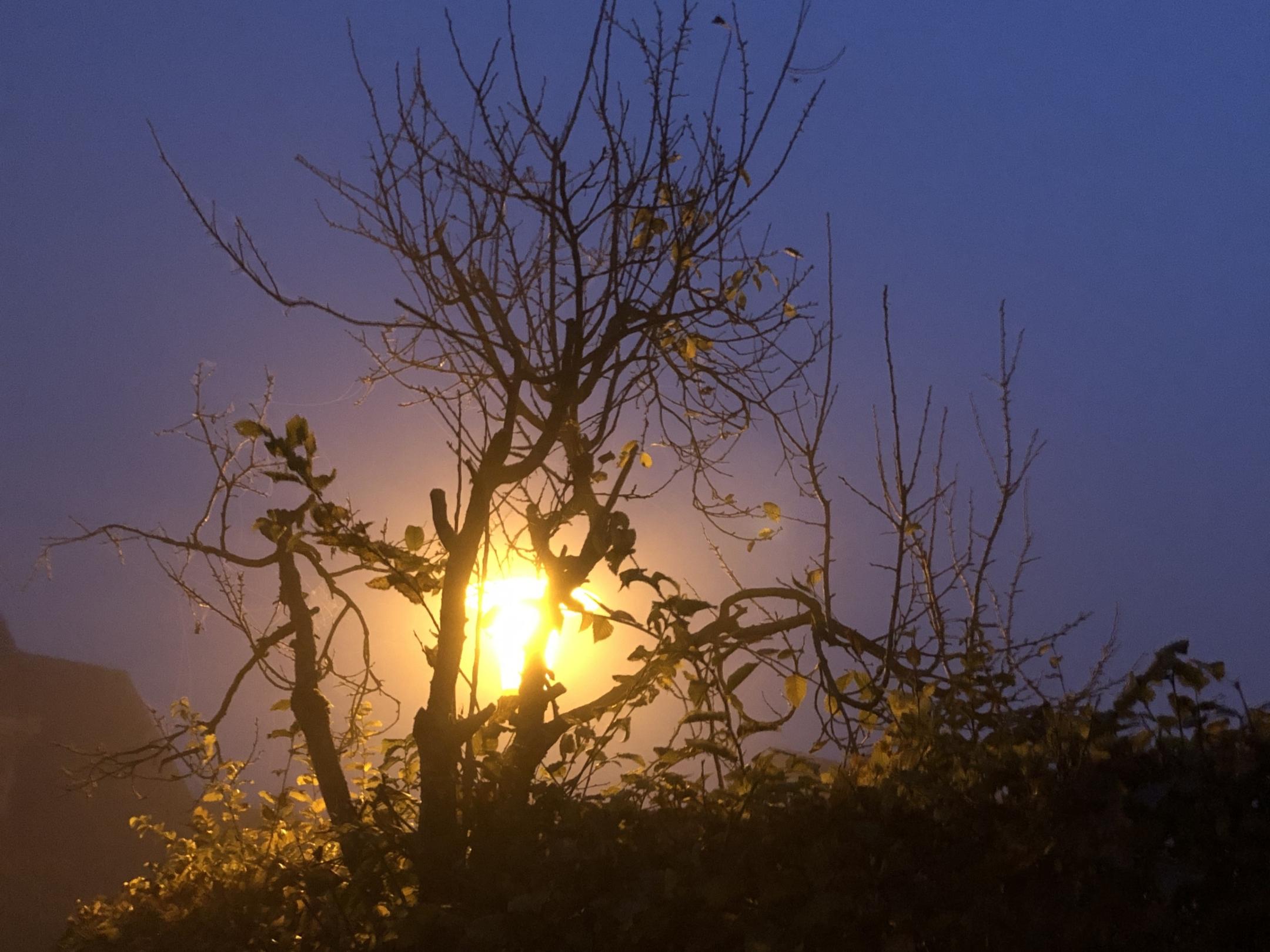 Kahler Baum in Abenddämmerung mit Lichtblick durch Laterne