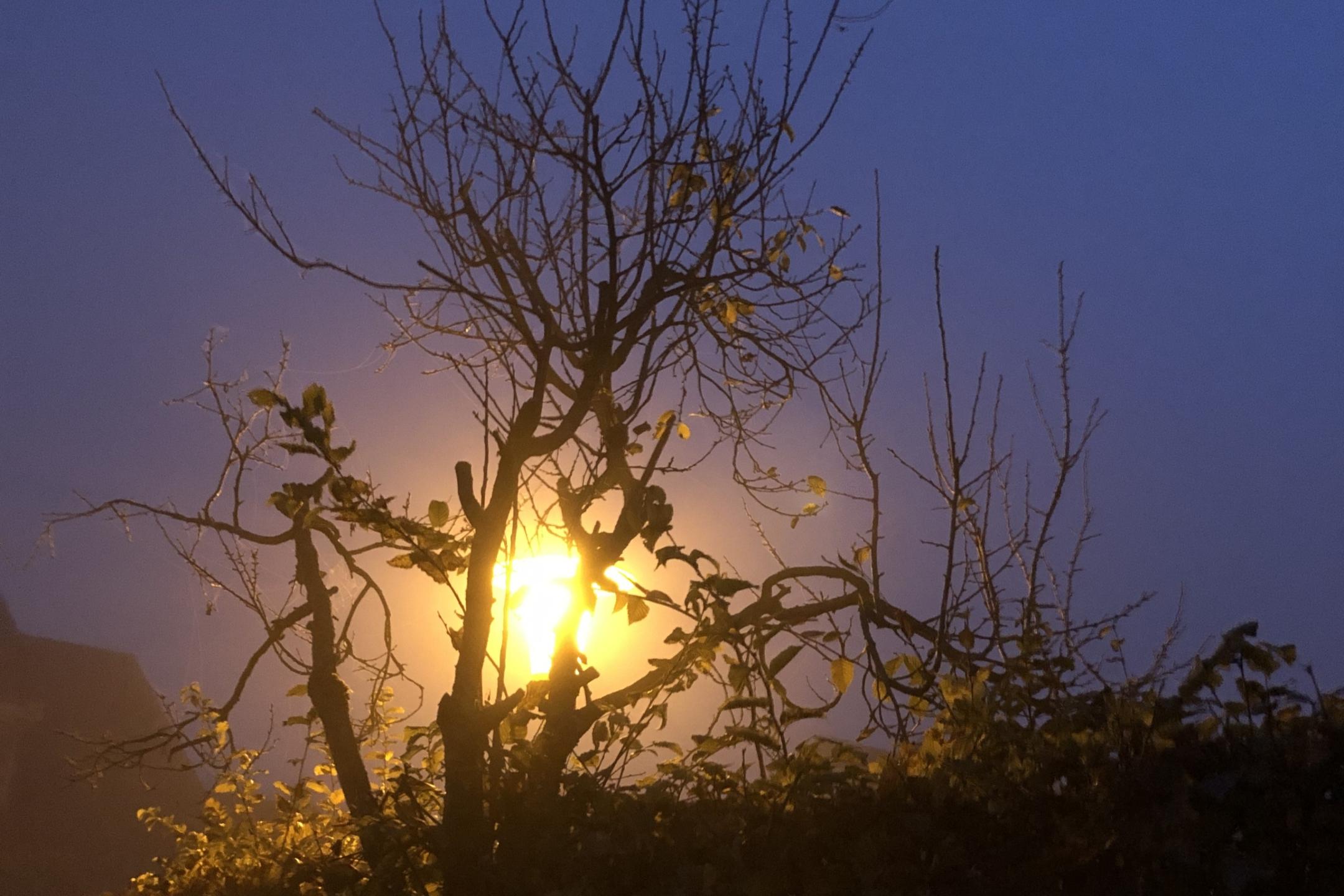 Kahler Baum in Abenddämmerung mit Lichtblick durch Laterne