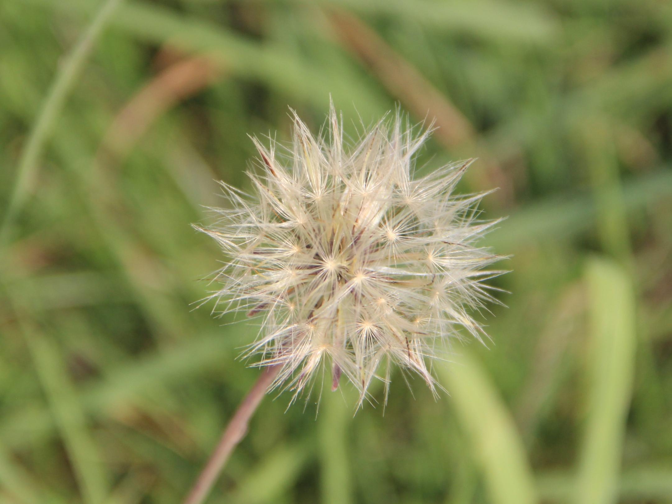 Löwenzahn im Stadium der Pusteblume
