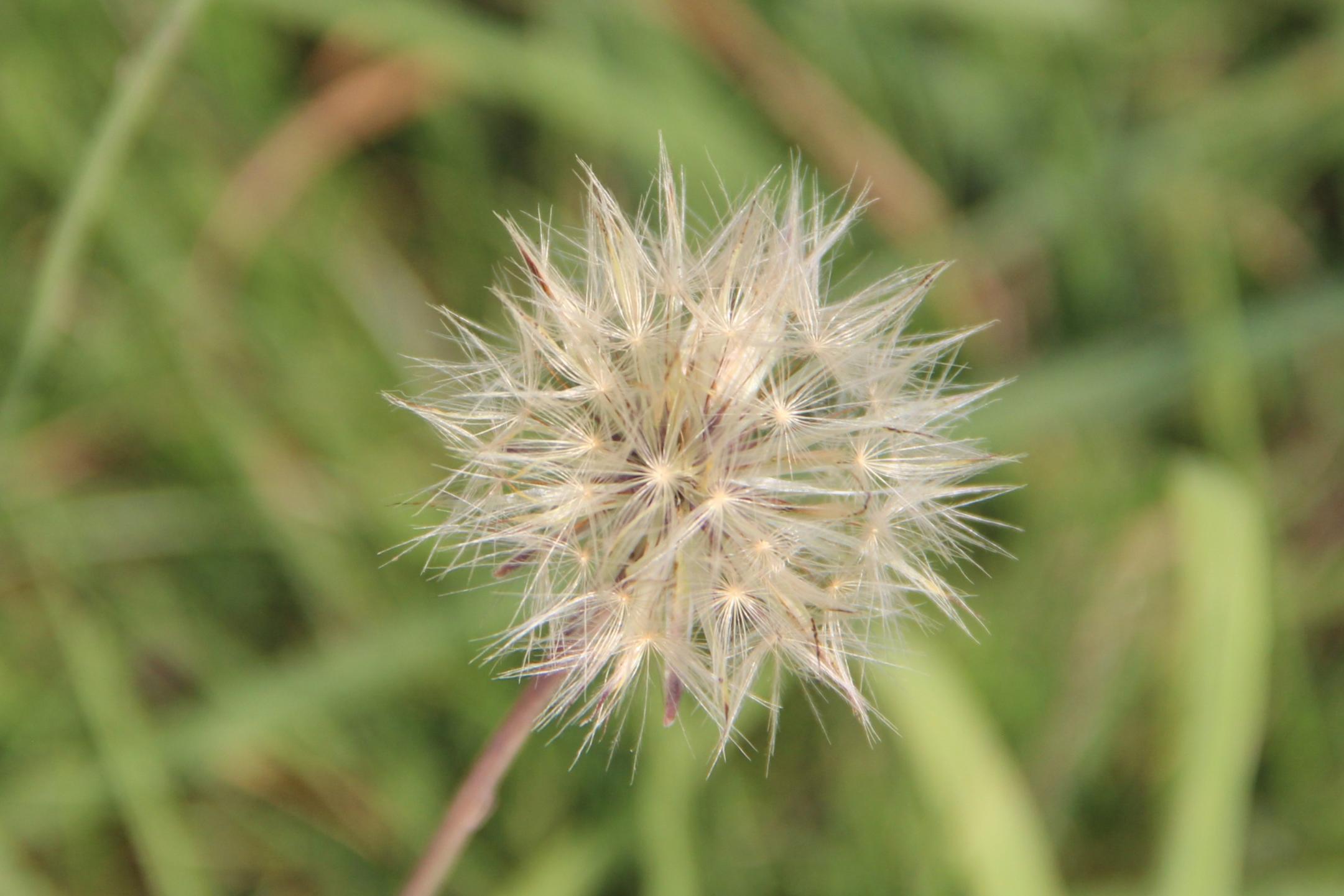 Löwenzahn im Stadium der Pusteblume
