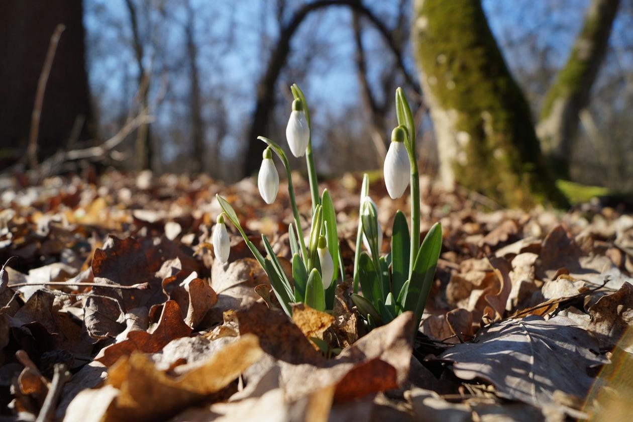 Schneeglöckchen im Waldboden