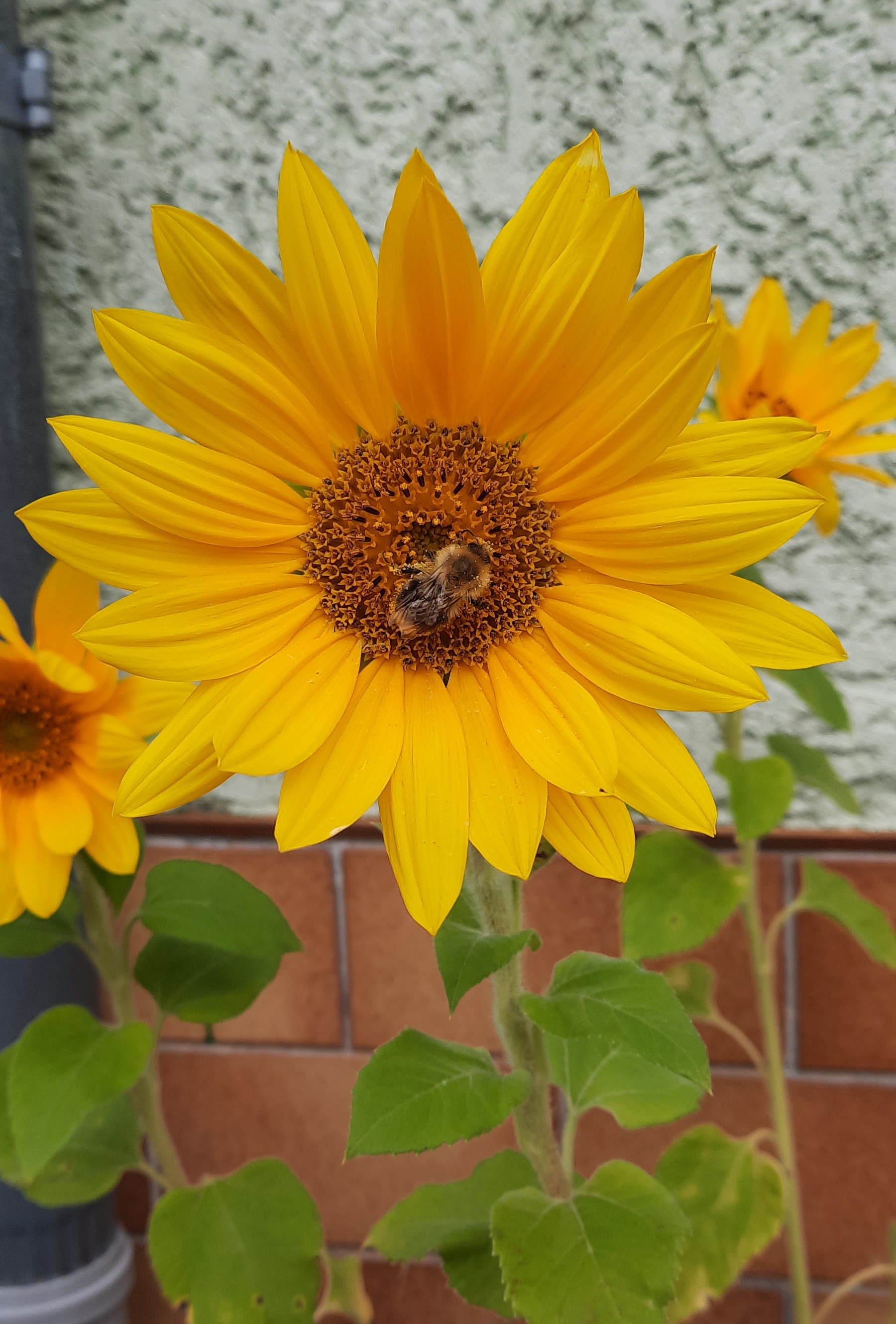 Sonnenblume