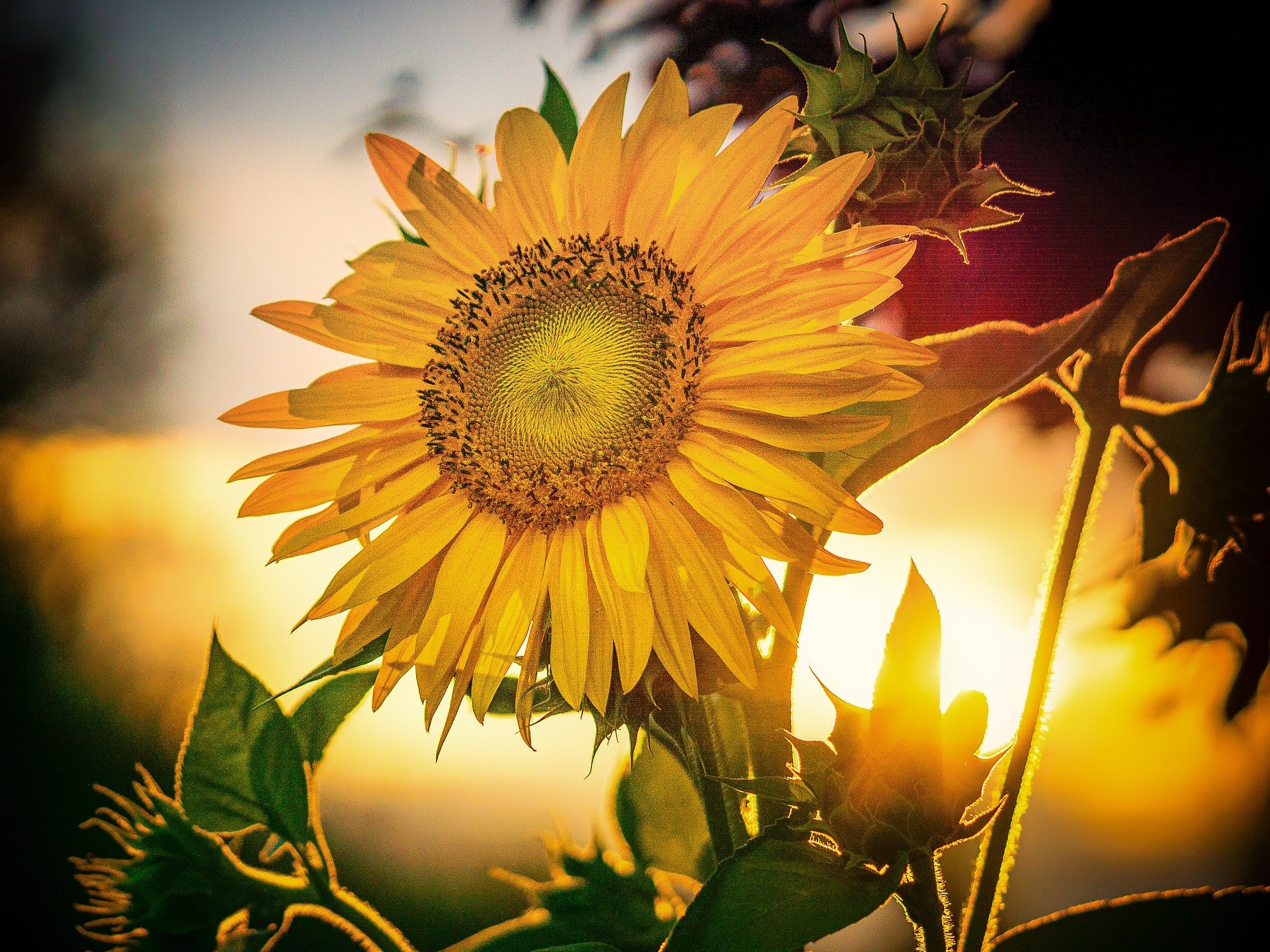 Sonnenblume im Abendlicht