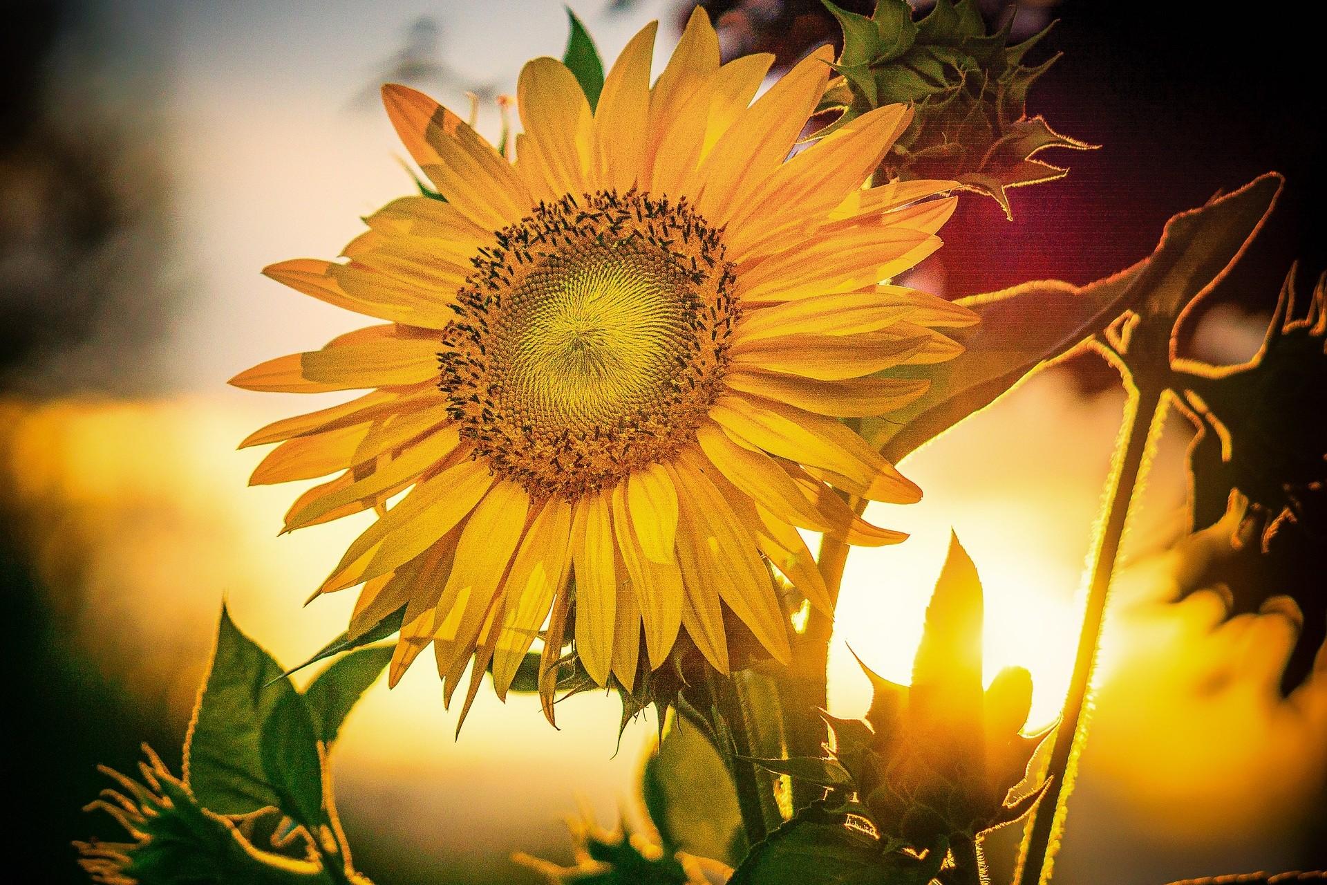 Sonnenblume im Abendlicht