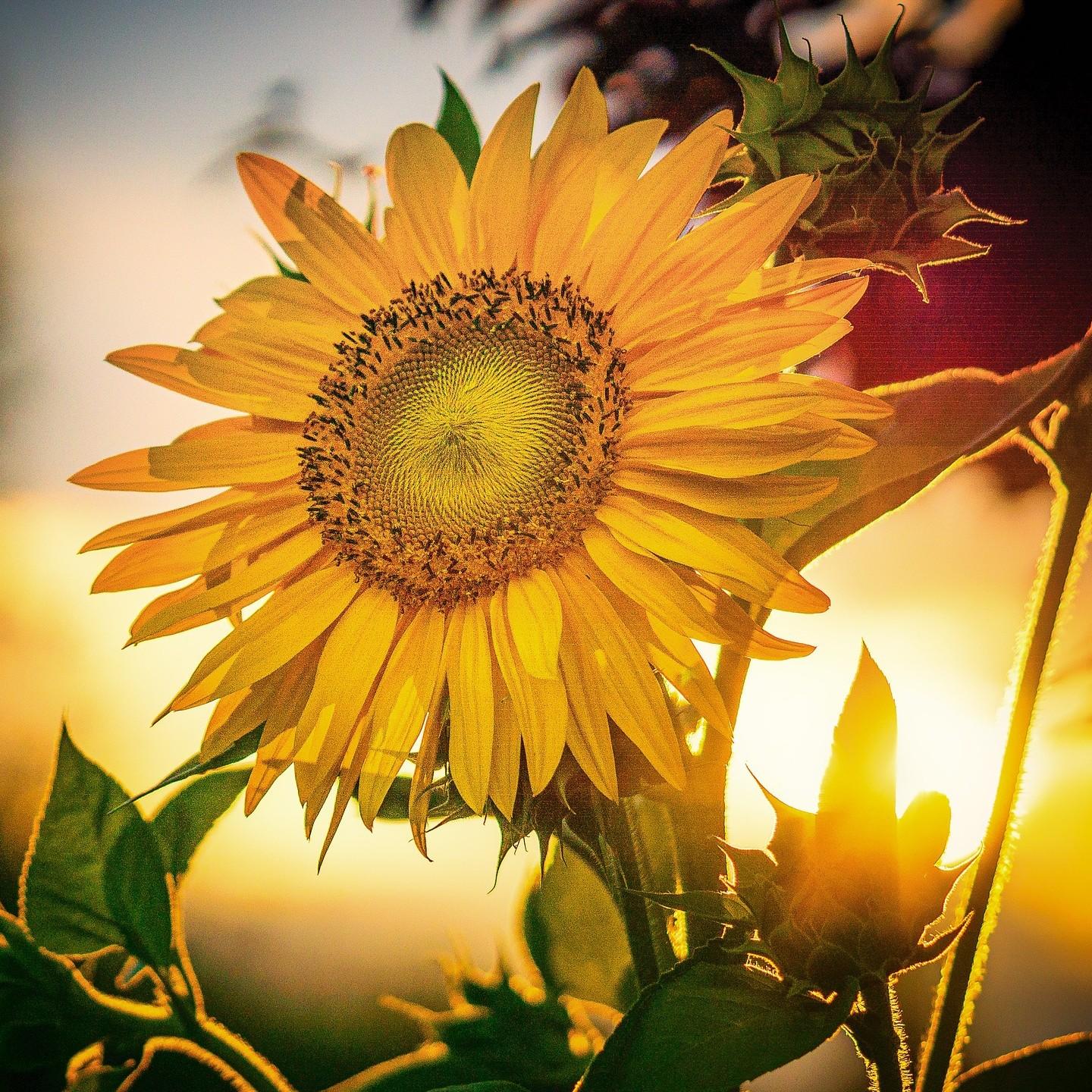Sonnenblume im Abendlicht