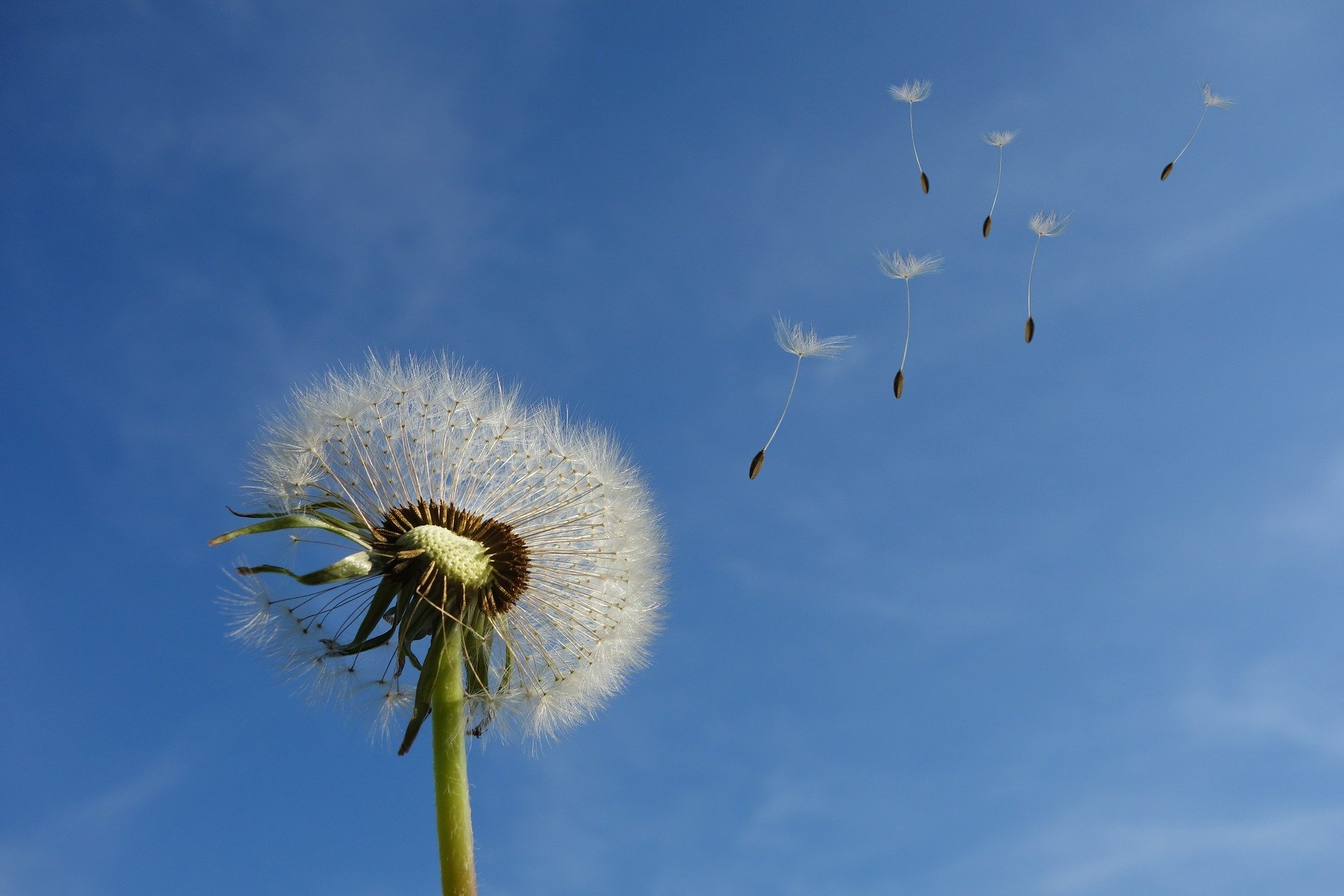 dandelion-463928_1920