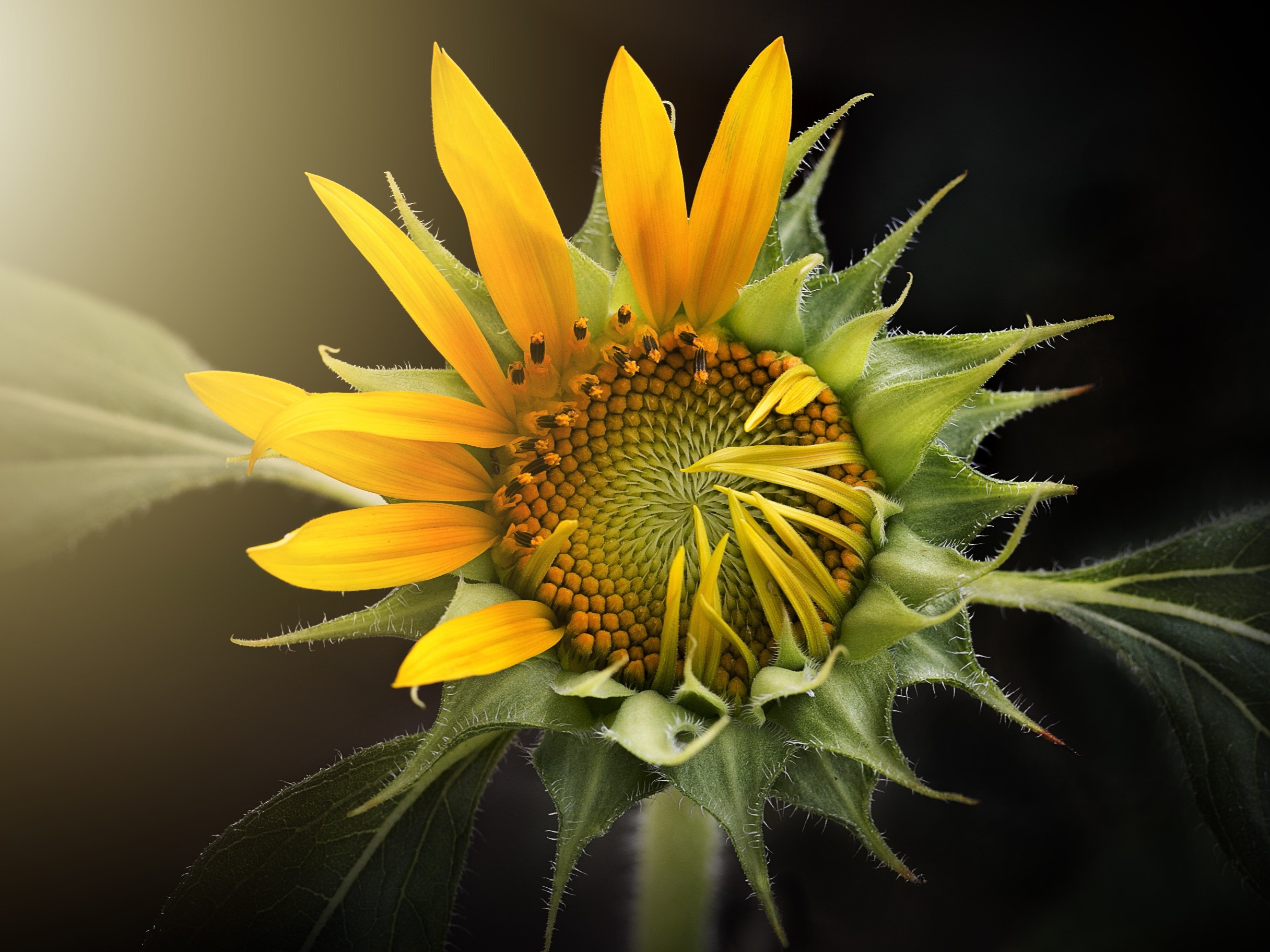 Sonnenblume, halb geöffnet, mit besonderem Lichteinfall