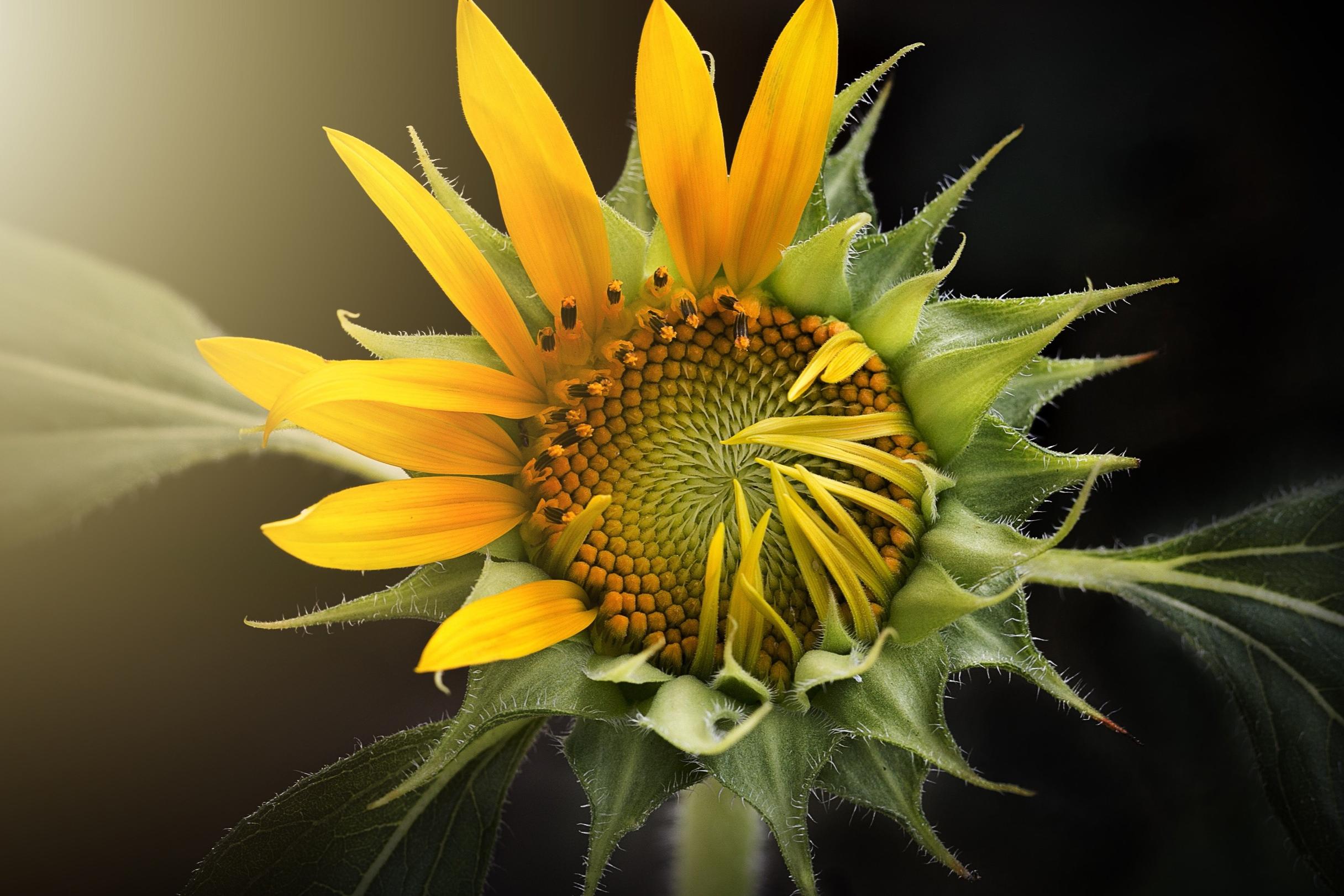 Sonnenblume, halb geöffnet, mit besonderem Lichteinfall