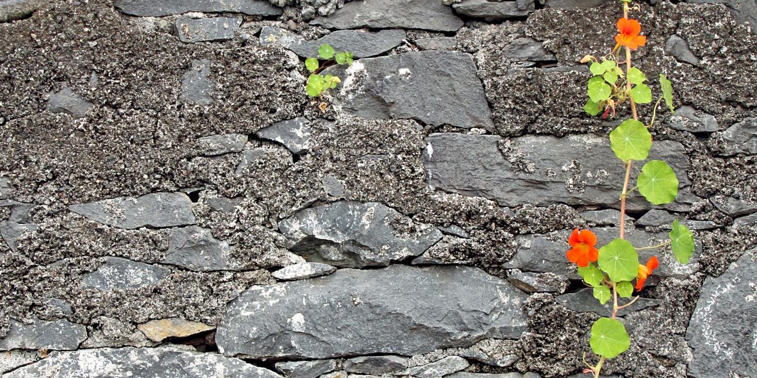 Eine blühende Ranke hängt vor einer Bruchsteinmauer unterhalb eines Gartens