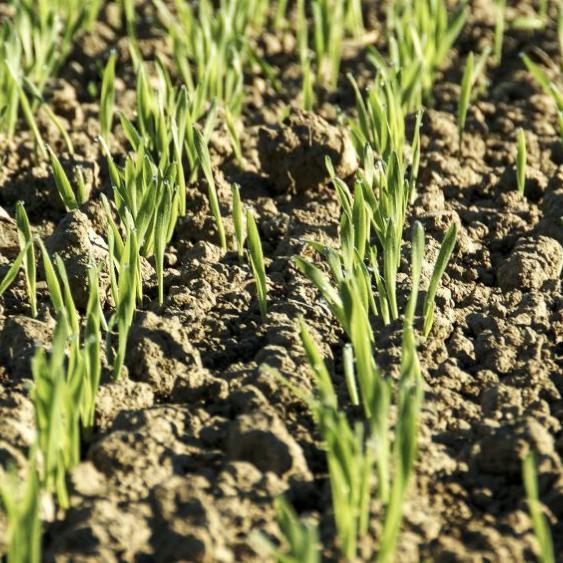 Junge grüne Pflänzchen wachsen in Reihen auf trockenem Ackerboden.