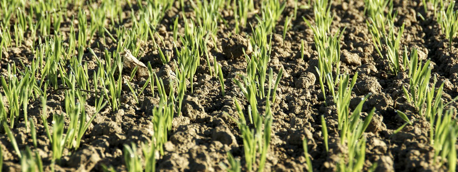 Junge grüne Pflänzchen wachsen in Reihen auf trockenem Ackerboden.