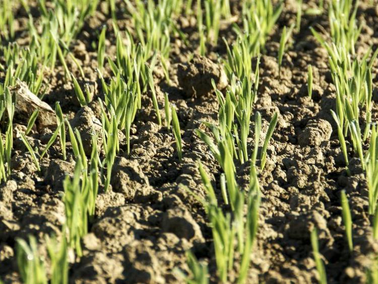 Junge grüne Pflänzchen wachsen in Reihen auf trockenem Ackerboden.