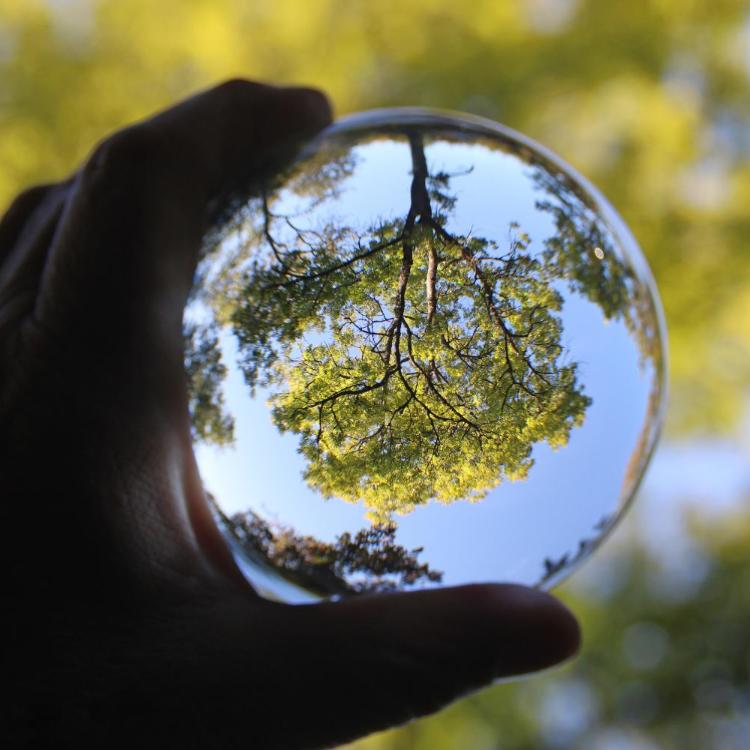 Hand hält Glaskugel, die einen Baum kopfüber reflektiert.