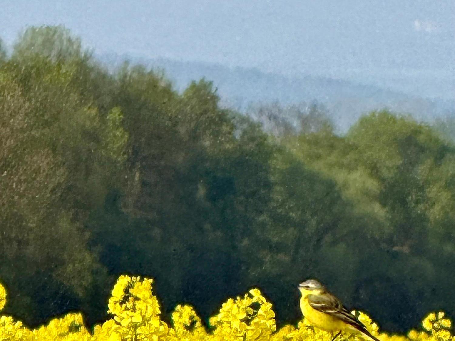Gelber Vogel (Schafstelze) sitzt kaum zu erkennen im gelben Raps
