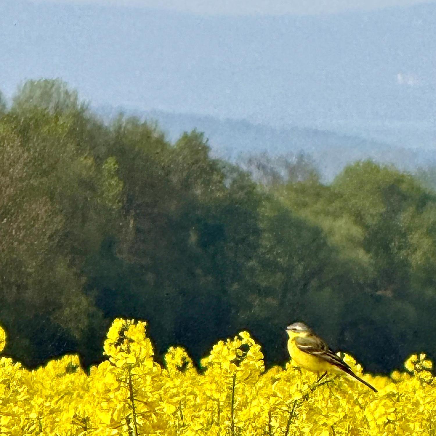 Gelber Vogel (Schafstelze) sitzt kaum zu erkennen im gelben Raps