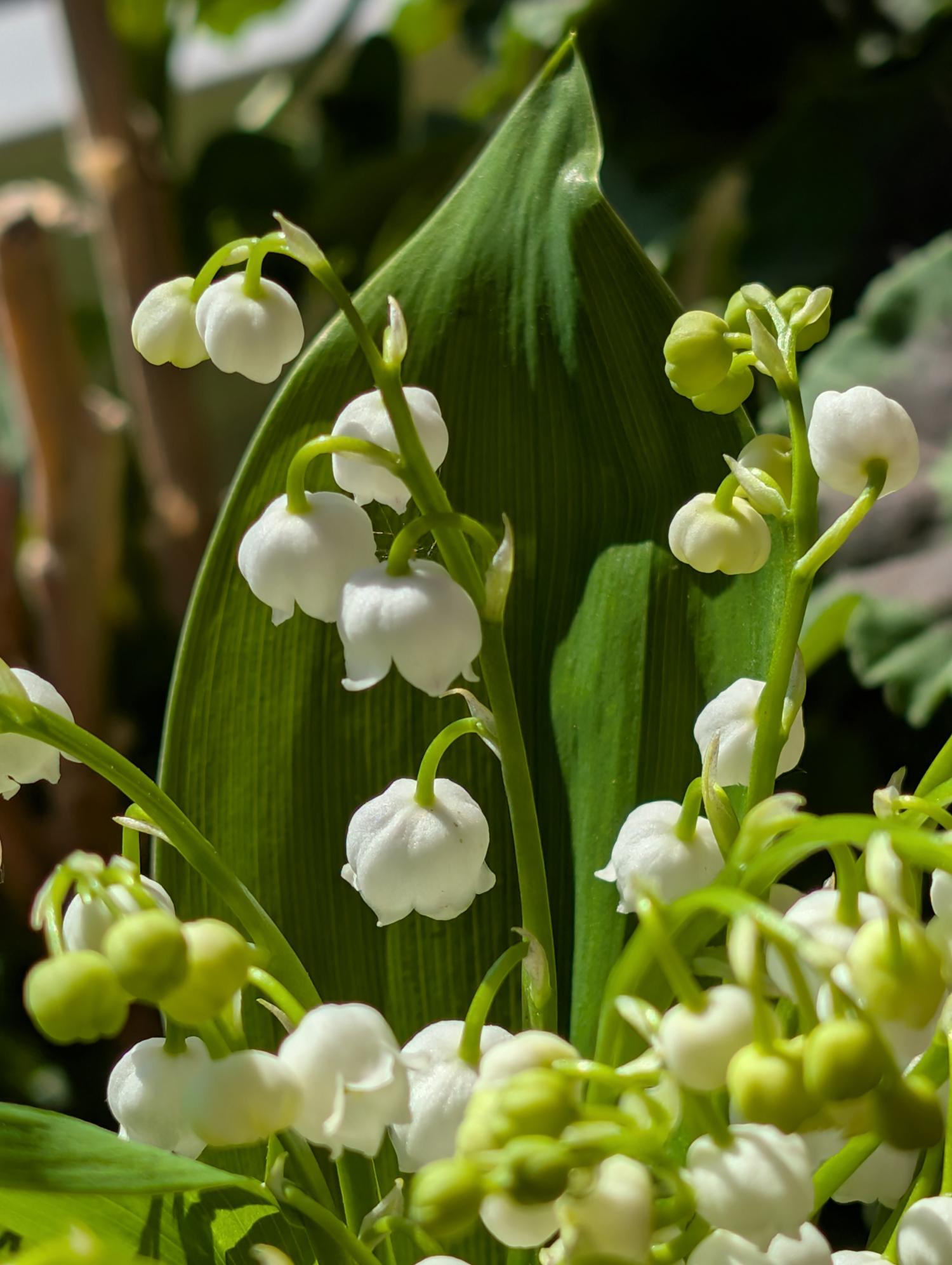 pxl_20250501_133732531_by_irene-urff_pfarrbriefservice