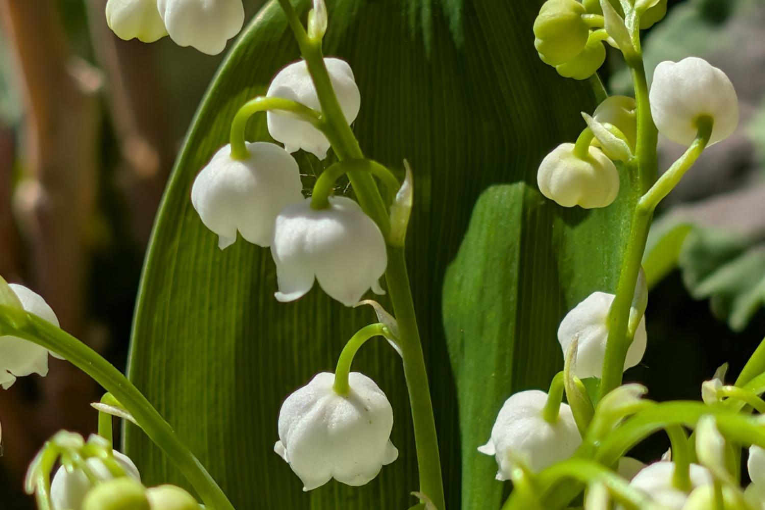 pxl_20250501_133732531_by_irene-urff_pfarrbriefservice