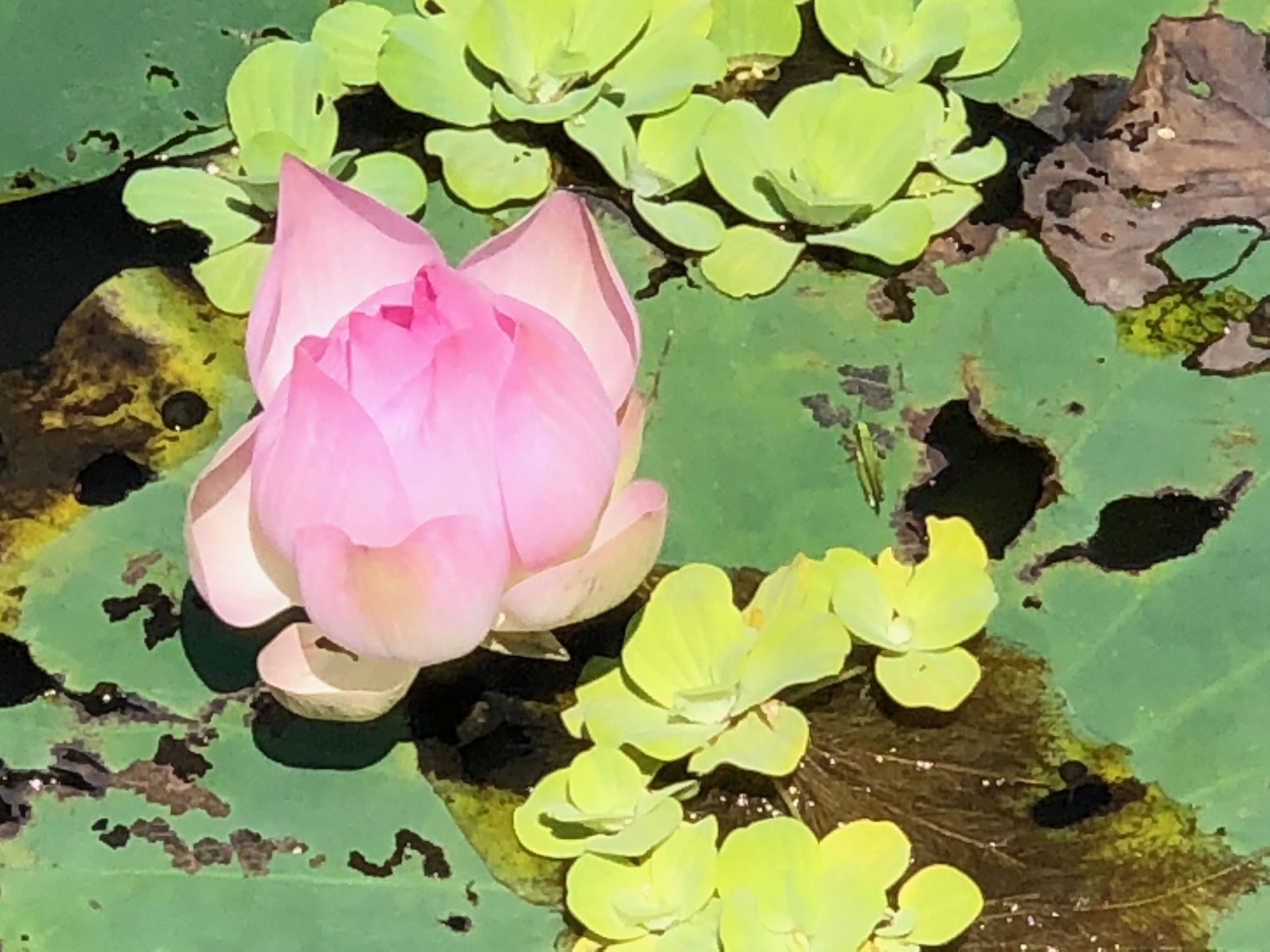Blühende Lotusblüte auf einem Teich
