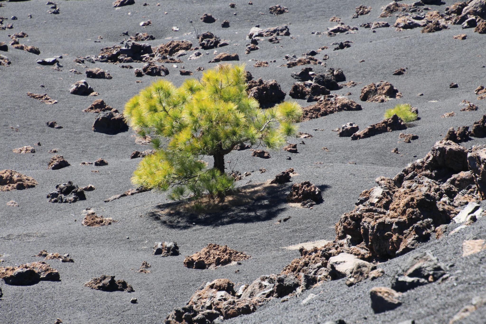 Baum der auf Vulkangestein neu Wurzeln geschlagen hat