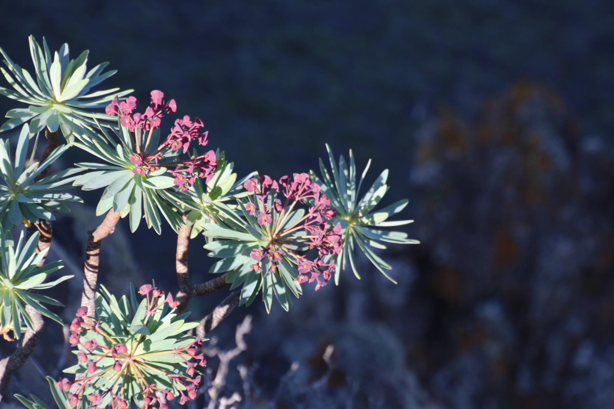 Blumen auf Vulkangestein