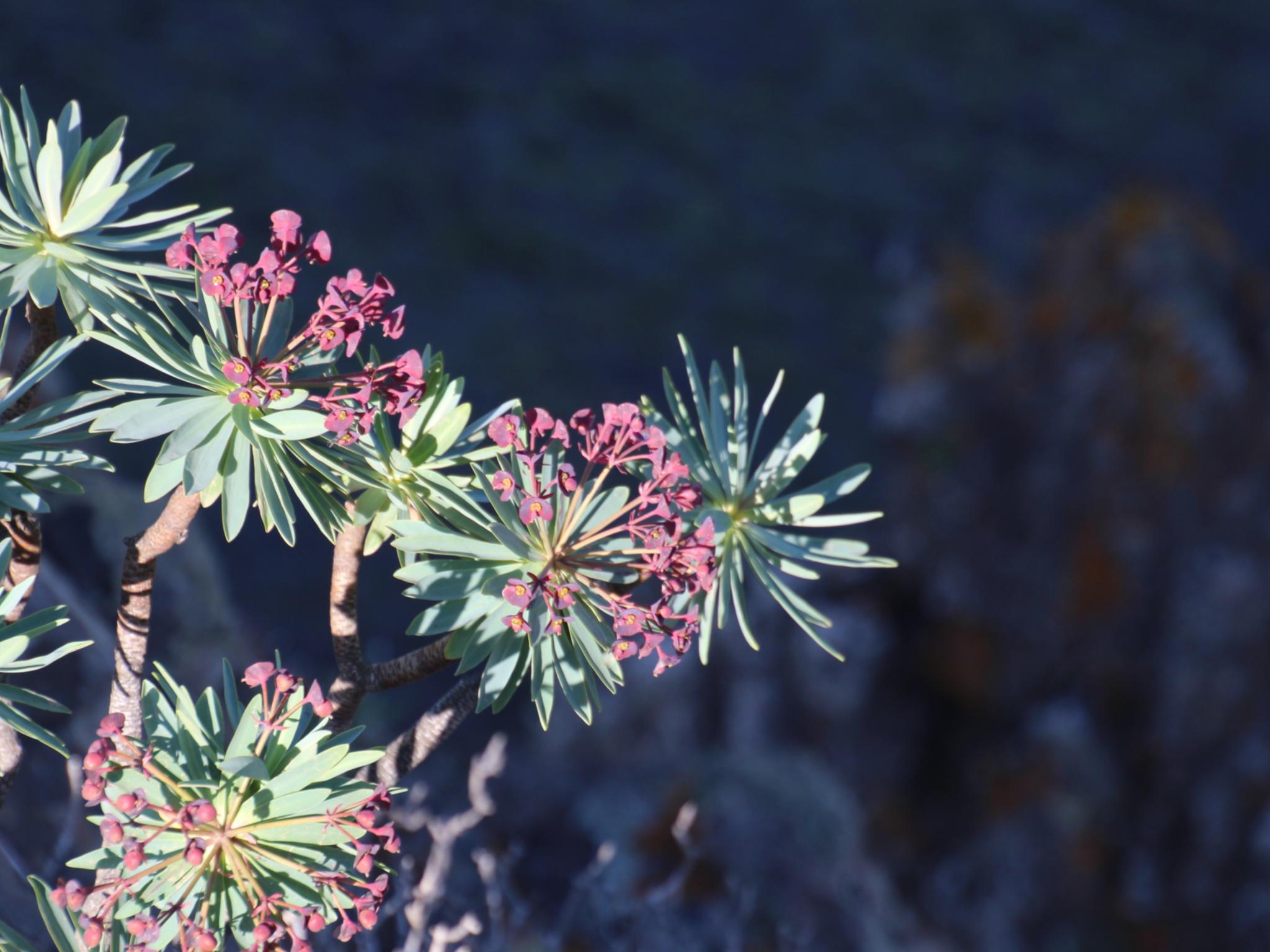 Blumen auf Vulkangestein