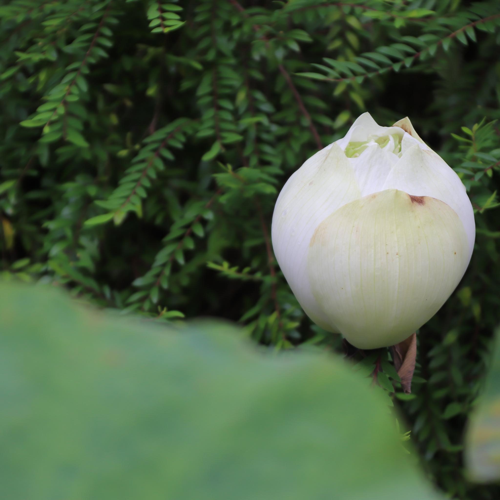 weiße Blüte einer Lotusblume
