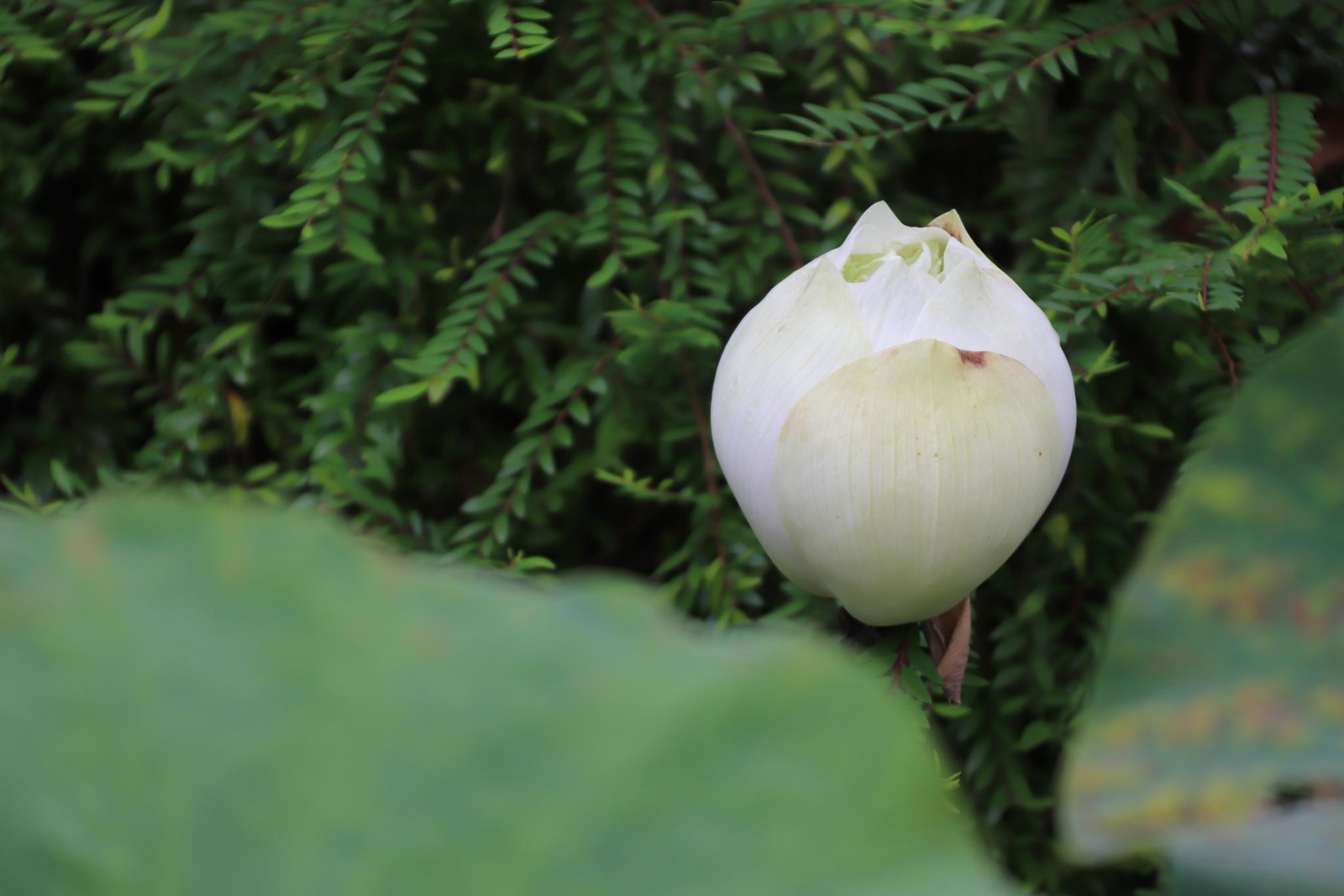 weiße Blüte einer Lotusblume