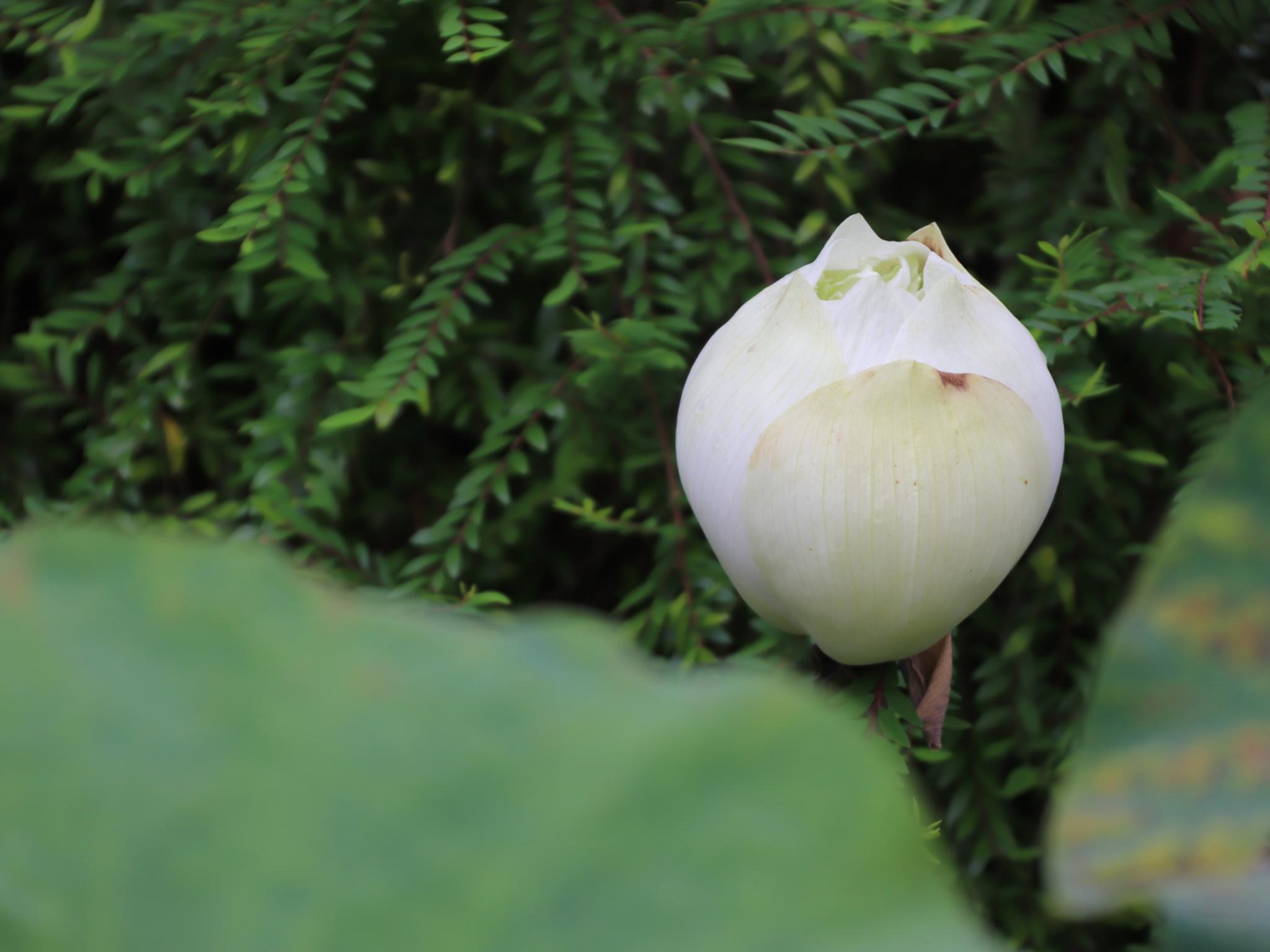 weiße Blüte einer Lotusblume